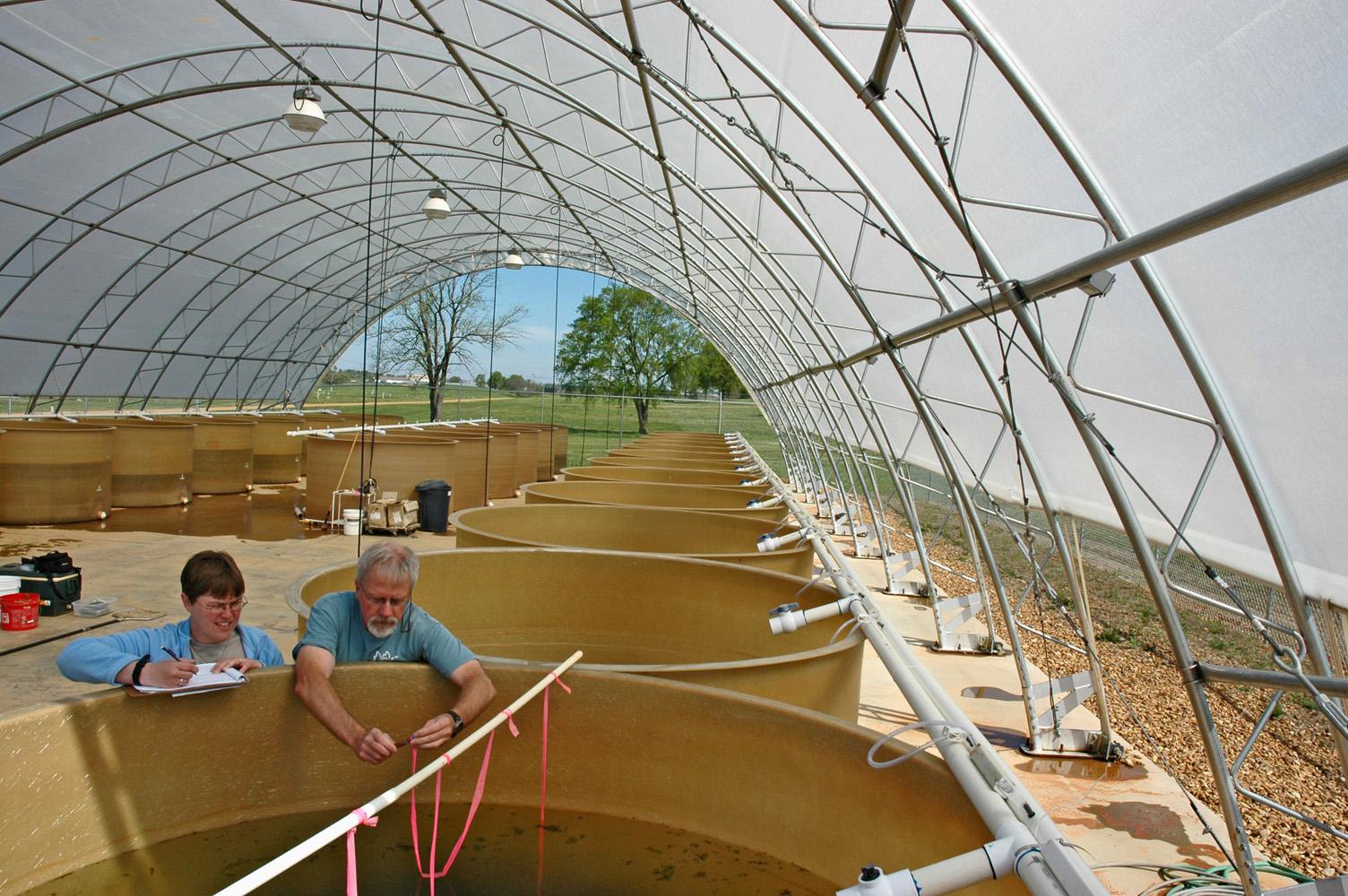 MSU doctoral student Erica Schlickeisen, left, and her major professor, aquatic ecologist Eric Dibble, prepare to sample plants in one of the tanks at the mesocosm on MSU's South Farm. (Photo by MSU Department of Wildlife and Fisheries/Sandor Dibble)