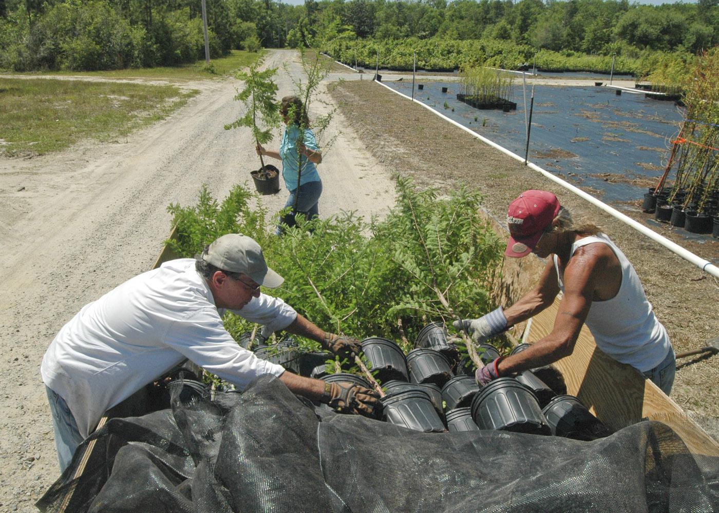 From left, Jim Kelly, restoration expert for the Land Trust for the Mississippi Coastal Plain, and Lavell Mitchell, nurseryman, load RPM trees grown at Young's Nursery in Vancleave while Laura Bowie, Land Trust watershed outreach coordinator, carries more over in this April 23 photo. (Photo by Bonnie Coblentz)