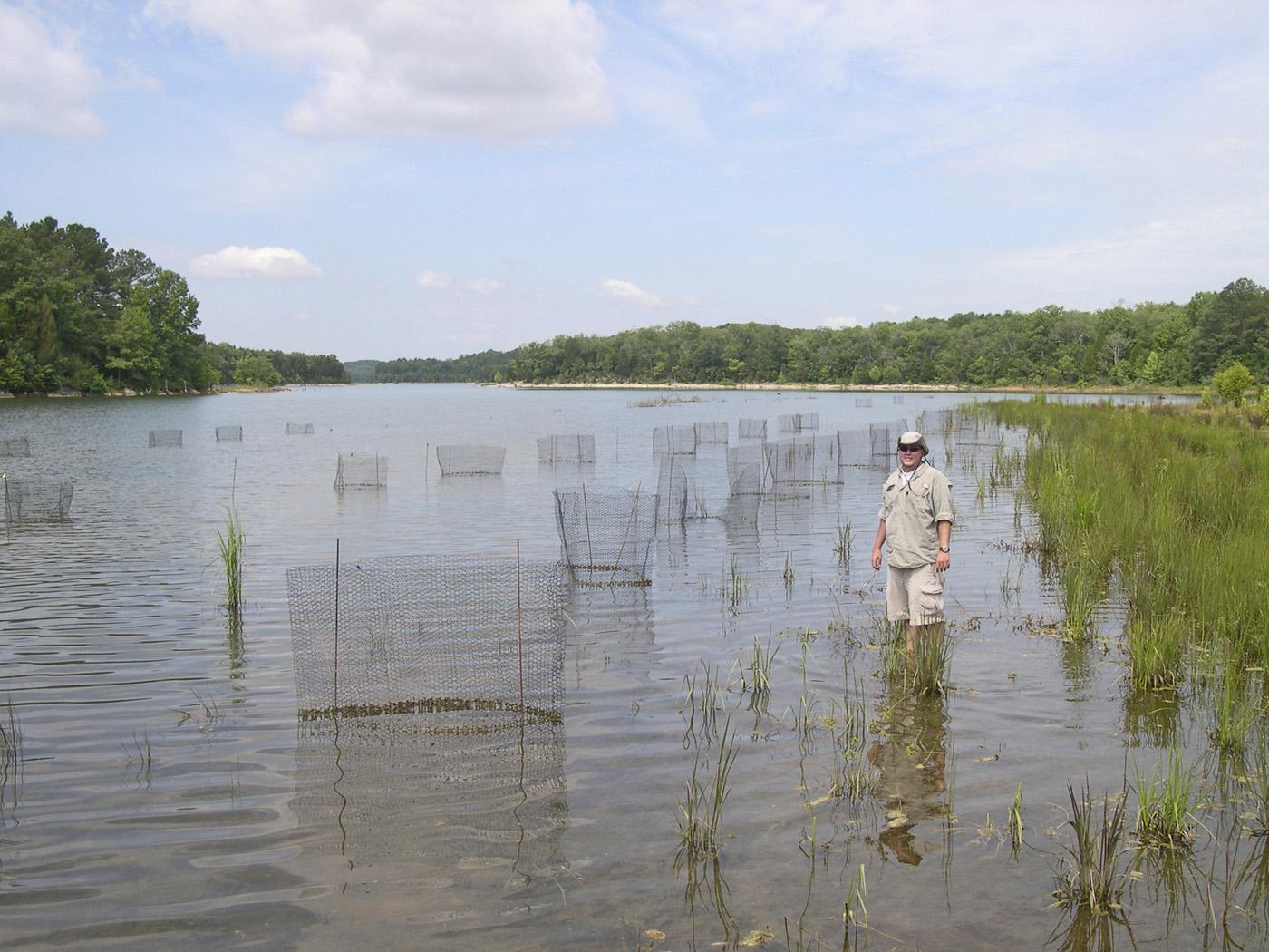 Mississippi State University graduate student Jonathan Paul Fleming researches several different plant species in the Bear Creek Lakes that may improve its habitat. (Photo by MSU Wildlife and Fisheries/Eric Dribble)