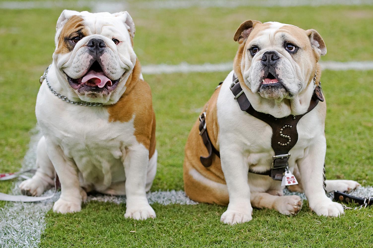 Champ, left, Mississippi State University's new Bully XX, sits on the Scott Field athletic turf with Bully XIX, his father, Tonka. (Photo by MSU University Relations/Kristen Hines Baker)