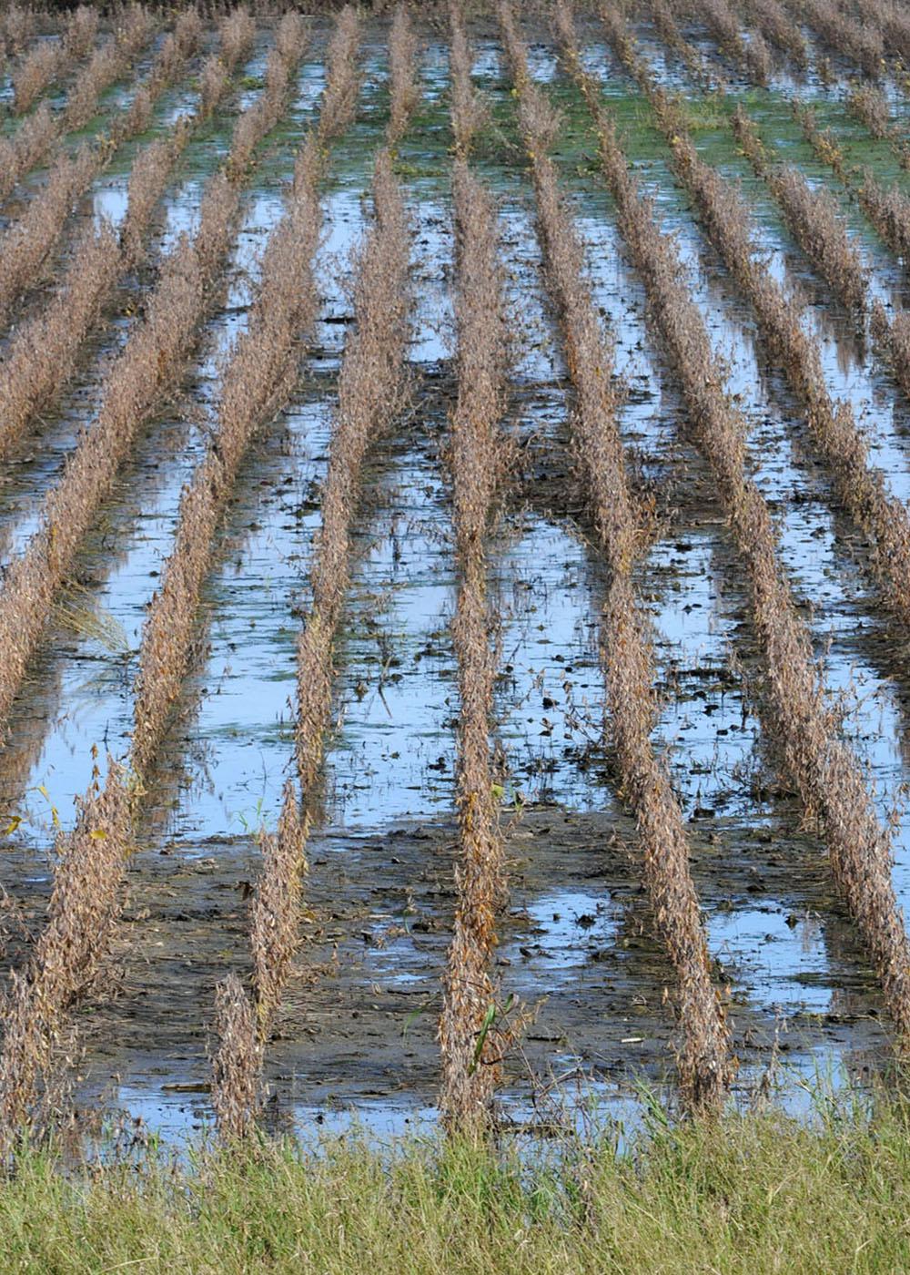 Excessive fall rains have saturated 91 percent of the state's soil, leaving many crops stranded and wasting in fields too wet for harvest equipment to enter. Water stands between most rows of this soybean field in western Lowndes County. (Photo by Scott Corey)
