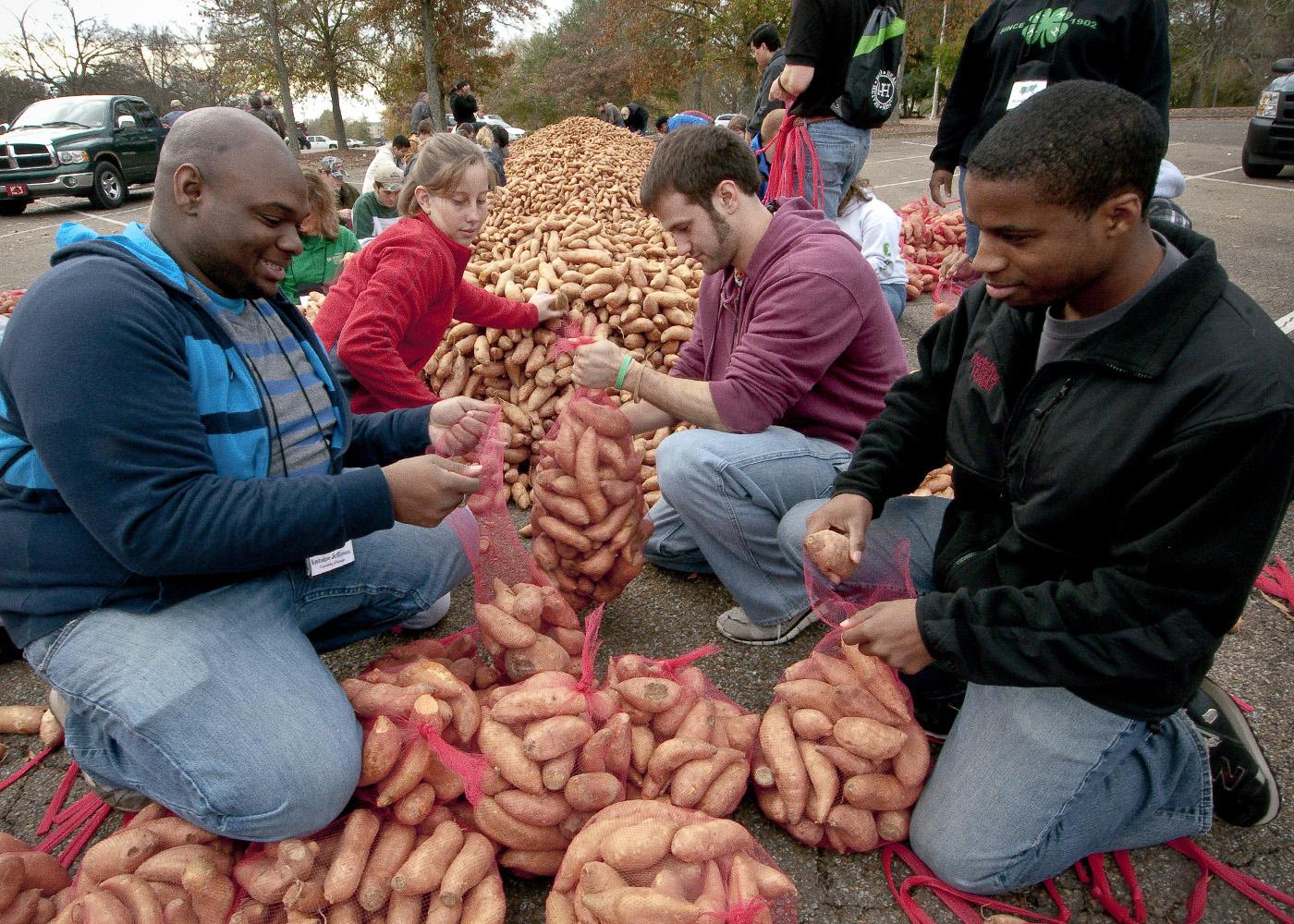 Bagging sweet potatoes as part of a service project at the annual meeting of southeastern Collegiate 4-H chapters at Mississippi State University are, from left, Antoine Jefferson, of the University of Georgia, Melanie Skaggs of Oklahoma State University, Sam Zarovy of Georgia Institute of Technology and Jonathan Jackson of Mississippi State University. (Photo by Scott Corey)
