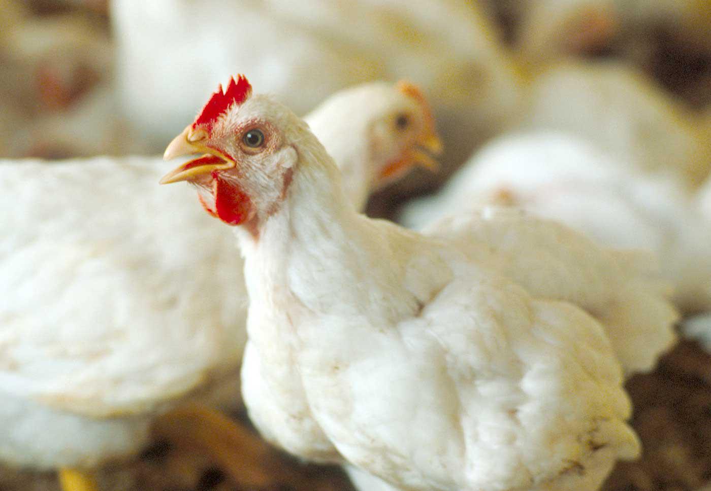 Poultry is Mississippi's top crop in terms of farmgate value. The commodity posted an estimated value of $2.37 billion for 2009. (Photo by MSU Ag Communications/Jim Lytle)