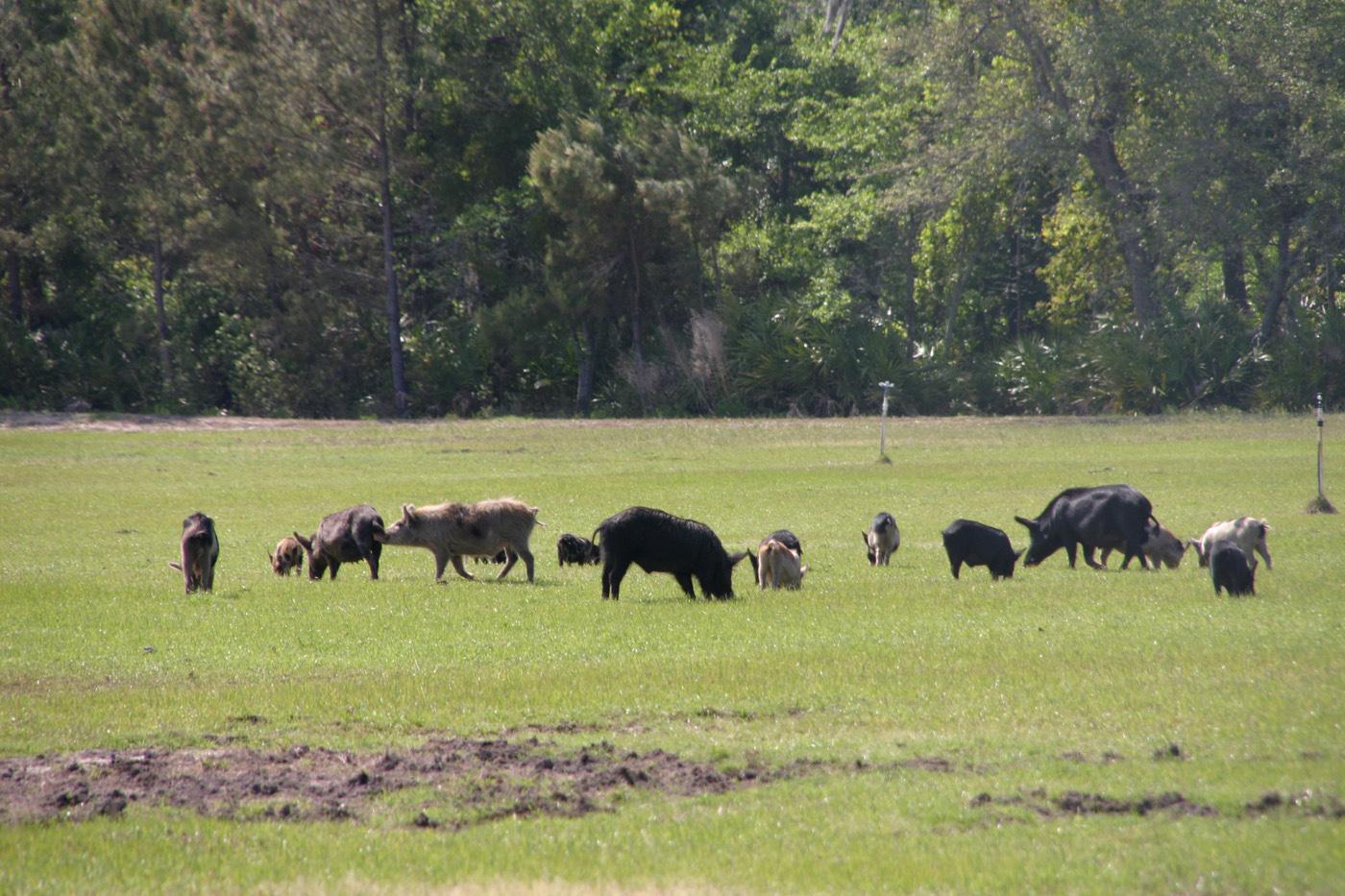 The wild pig herd pictured here caused significant damage in a short amount of time by rooting the land. (Photo by USDA APHIS/Carol Bannerman)