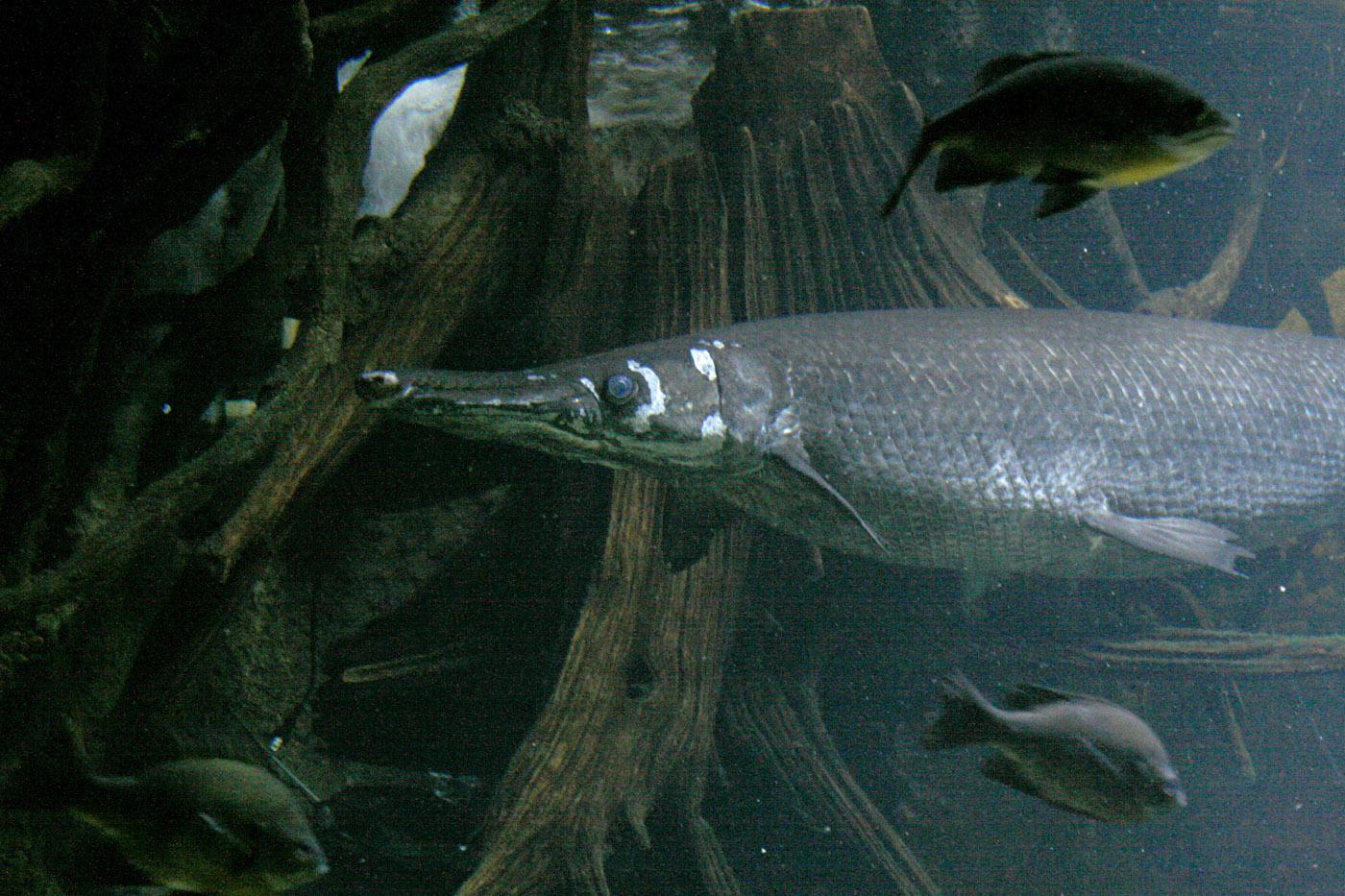 The alligator gar is one of the largest freshwater fish in North America. It gets its name from the alligator-like appearance of teeth along its elongated snout. (Photo by Alyssa Card)