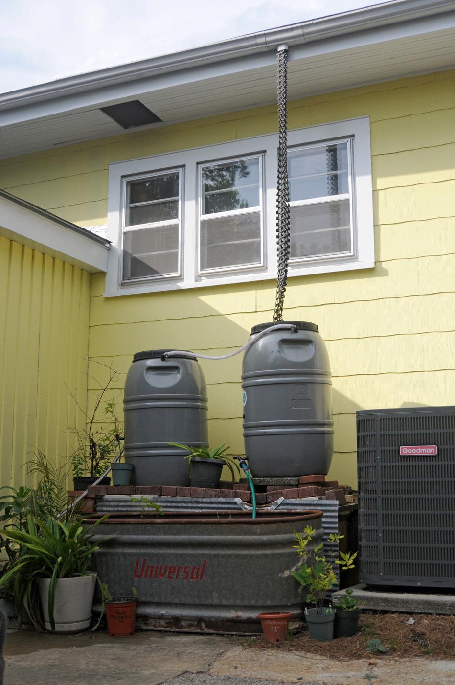 Rain barrels collect water for homeowners to use in their landscapes. The collected water is free and does not have any of the residual chemicals found in tap water. (Photo by Kat Lawrence)