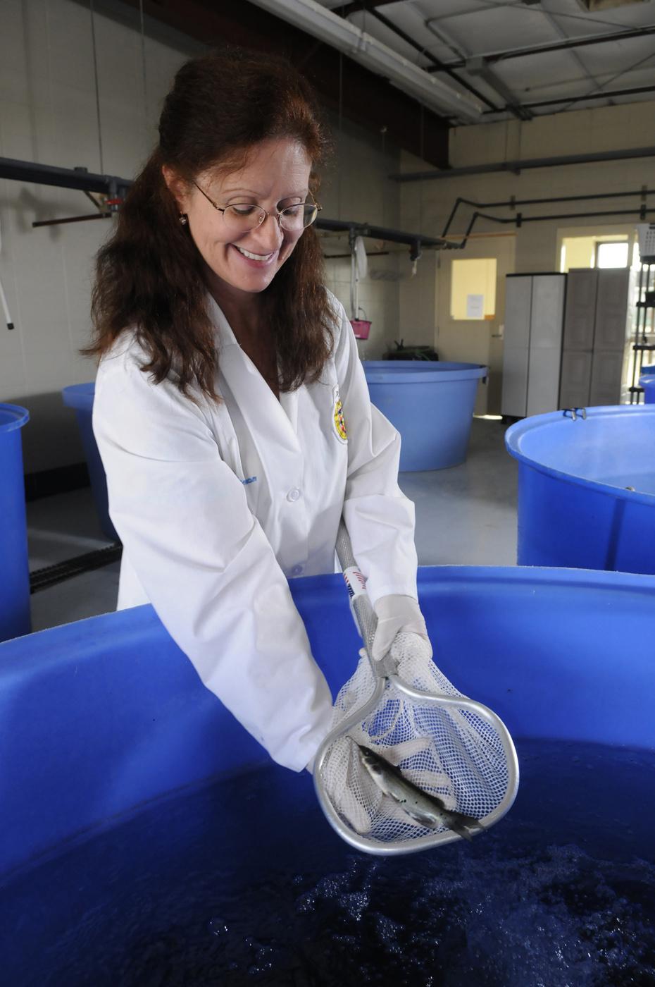 Dr. Lora Petrie-Hanson, an associate professor of immunology in MSU's College of Veterinary Medicine, examines a channel catfish raised for aquaculture disease research in the university's fish hatchery. (Photo by Tom Thompson)
