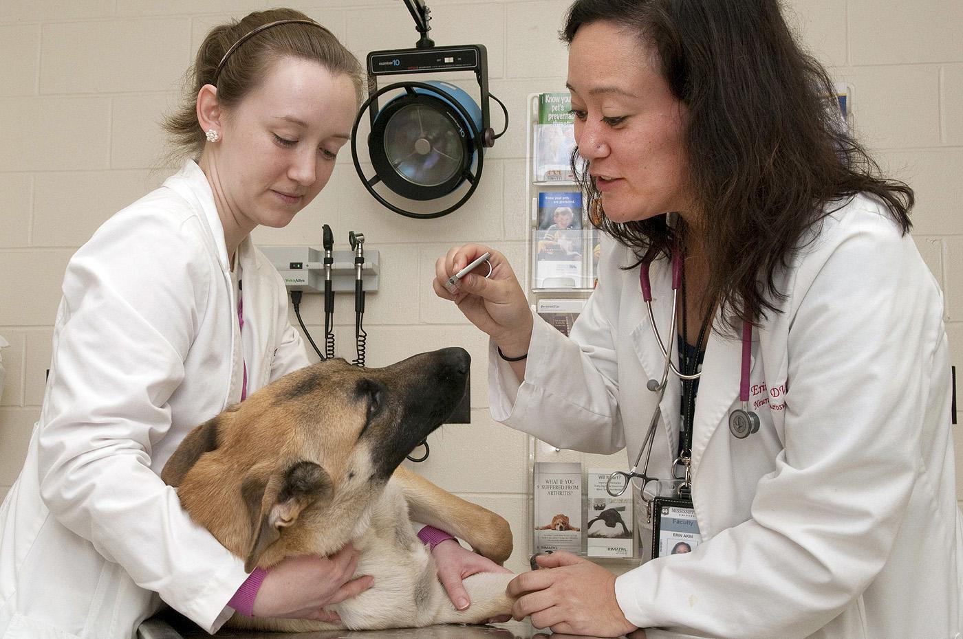 Dr. Michaela Beasley, a neurology resident at Mississippi State University's College of Veterinary Medicine, left, assists Dr. Erin Akin, a neurology clinical instructor, as she performs a neurology exam on a patient. (Photo by Tom Thompson)