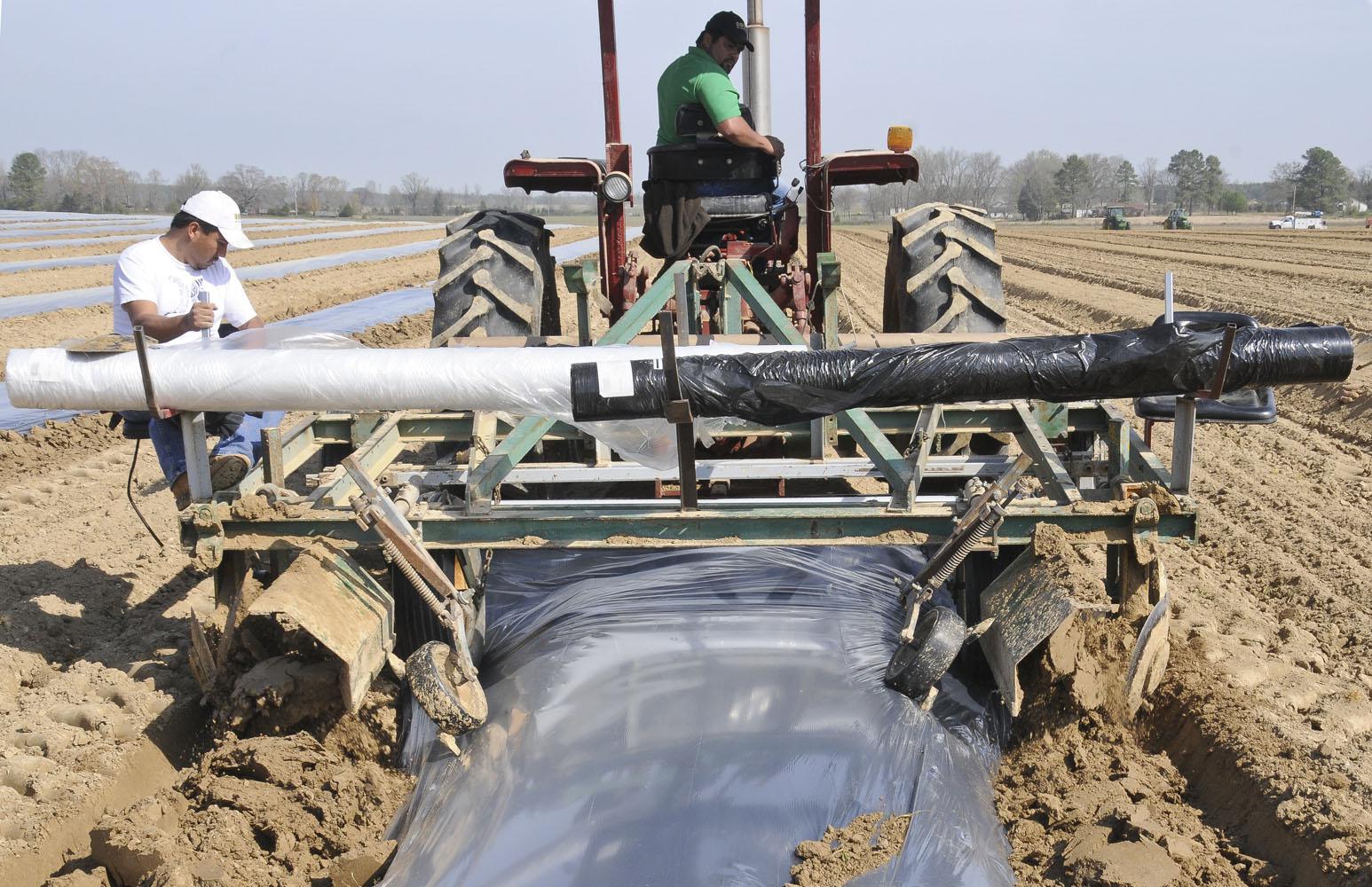 Juan Salinas drives the tractor that spreads black plastic over the row of bedded sweet potatoes in late March. A few inches of soil is placed over potatoes, and they are covered with black plastic until the plants begin to emerge from the soil.