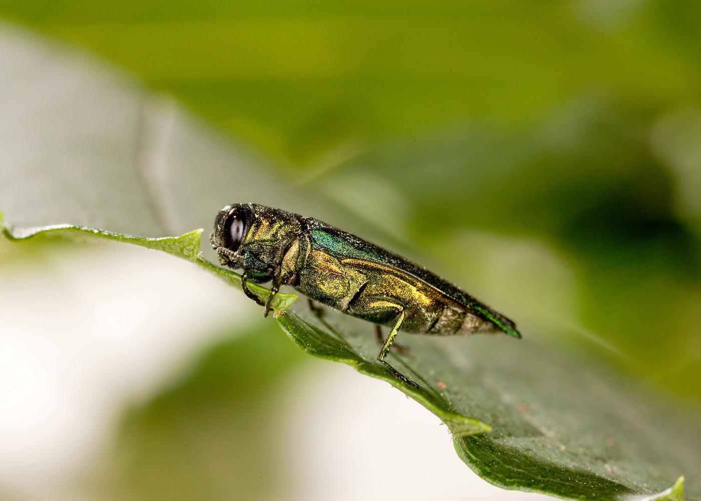 The emerald ash borer is metallic green in color and about 1/2 inch long. The beetle's larva tunnels under the bark and disrupts the ash tree's absorption of food and water, eventually starving and killing it. (Photo by USDA ARS/Stephen Ausmus)