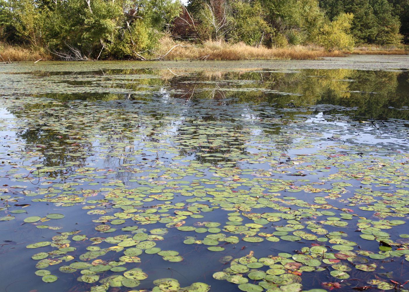 This shallow pond is infested with watershield, an aquatic plant that spreads rapidly and is difficult to control once established. (Photo submitted)