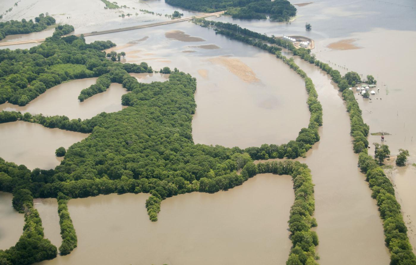 The overflowing Mississippi River and its tributaries are threatening the Delta's trees, but many can survive for weeks in flood waters as long as their crowns remain above water and their roots do not become too exposed. (Photo by Scott Corey)