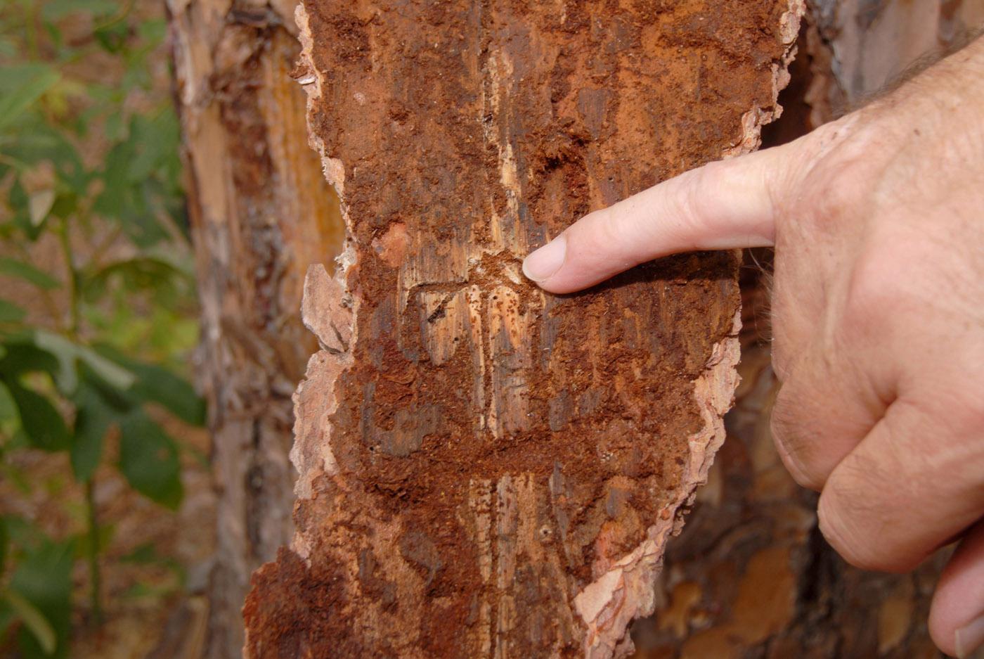Pine bark beetles have attacked this stressed pine tree, burrowing under the bark and killing the tree. (file photo)