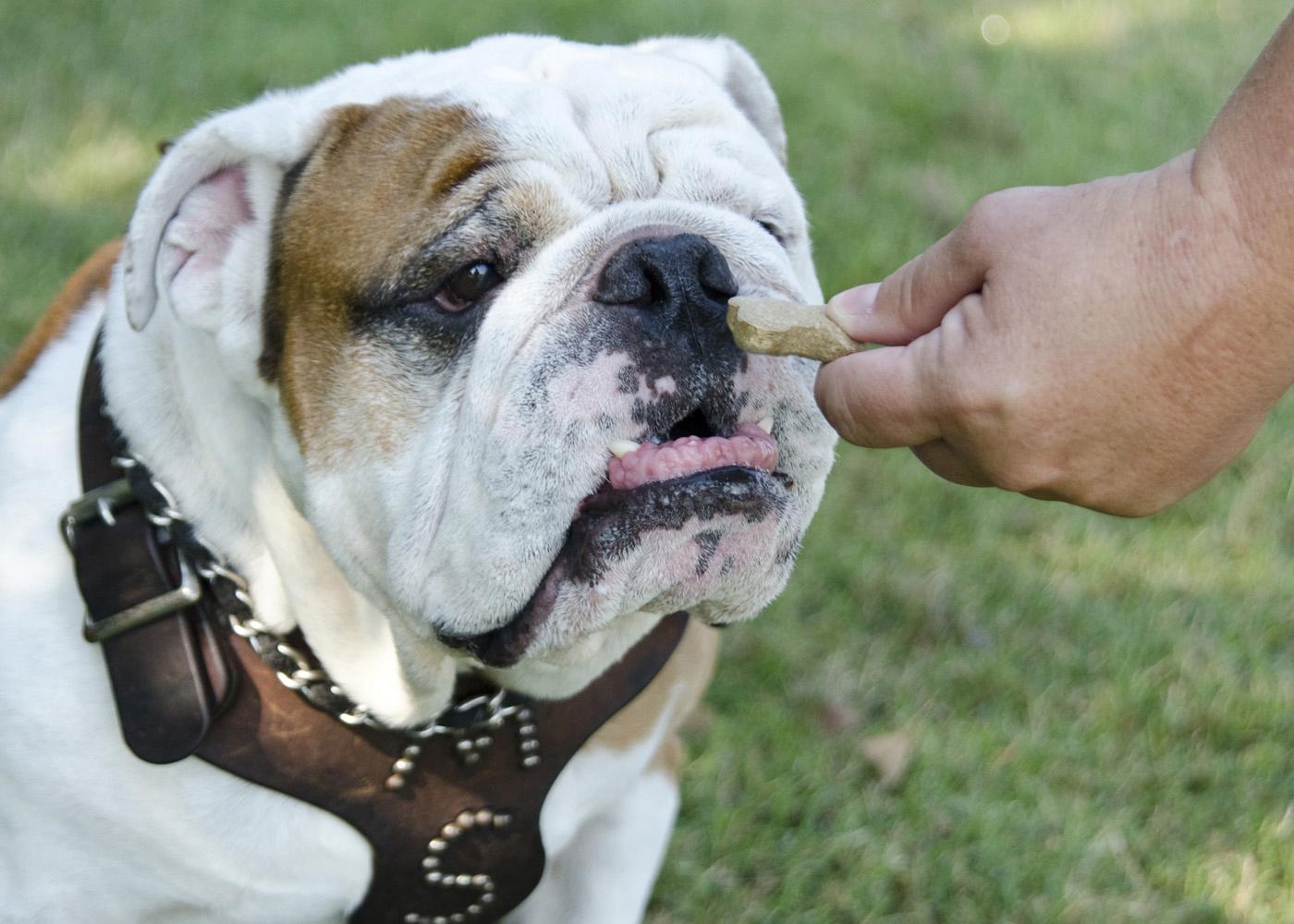 In his training as the Mississippi State University mascot, Bully XX earns hypoallergenic treats that are part of his overall nutrition and conditioning plan. (Photo by Tom Thompson)