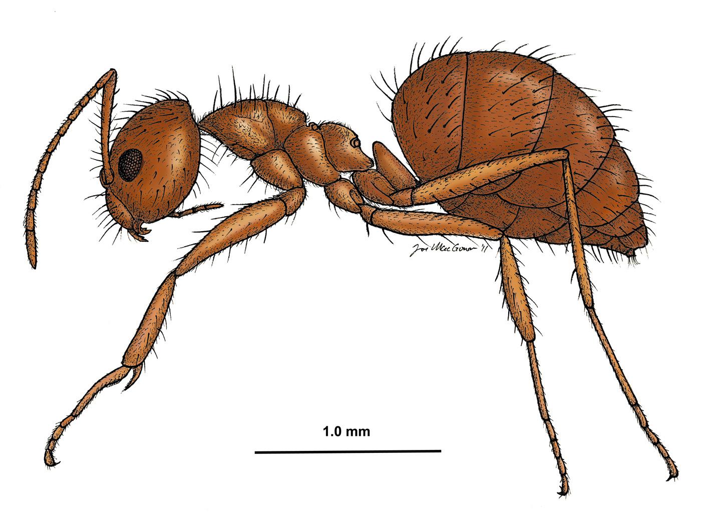 This scientific illustration depicts an adult crazy hairy ant, Nylanderia pubens, which was first detected in Mississippi in 2009. (Illustration by Mississippi Entomological Museum/Joe MacGown)