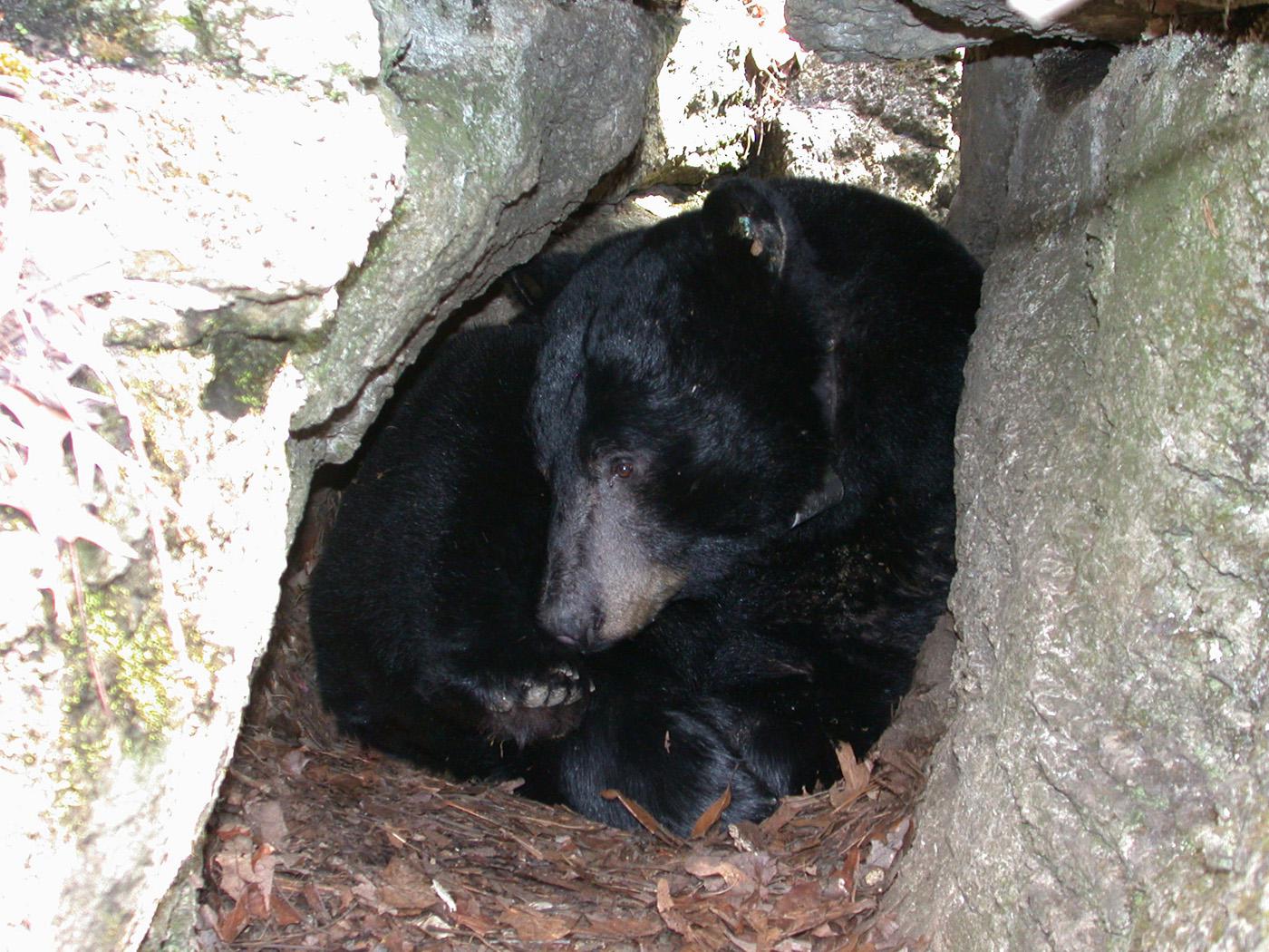 The Missouri Black Bear Project, which will be completed in 2012, is expected to provide valuable information on estimating populations in Mississippi. (Photo submitted by Missouri Department of Conservation)