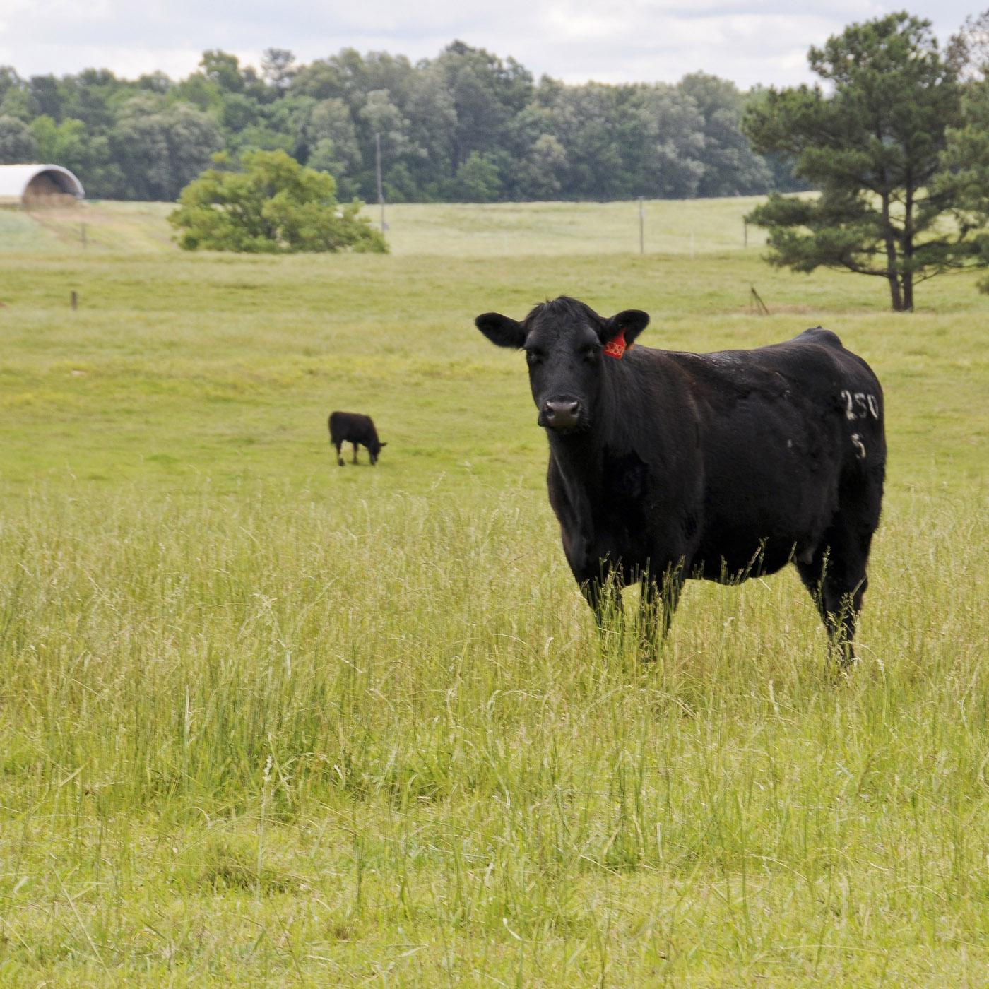 Mississippi State University has more than 1,400 acres of crop and pasture land adjacent to the Starkville campus that is dedicated to research. (Photo by Scott Corey)