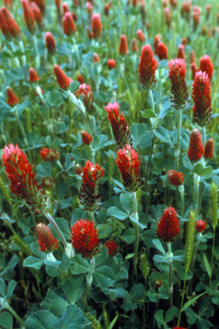 Common vetches and clovers, such as crimson clover, can be used as cover crops to prevent soil erosion, add organic matter, suppress weeds and retain soil moisture. (Photo courtesy of USDA-ARS/Bob Bjork)