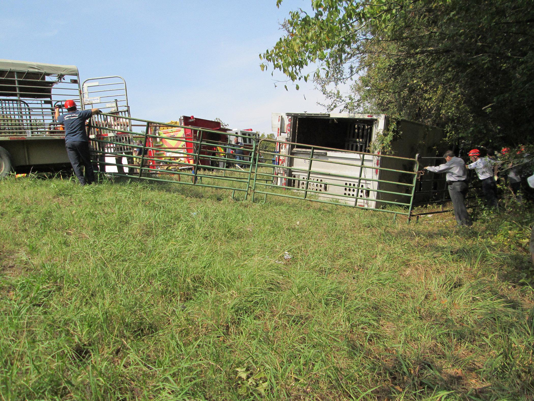 First responders brought in heavy equipment and portable fencing to help remove and contain about 100 cattle from an overturned 18-wheeler in DeSoto County on Highway 78 on Sept. 28, 2012. (Photo by Mississippi Board of Animal Health/Jesse Carter)