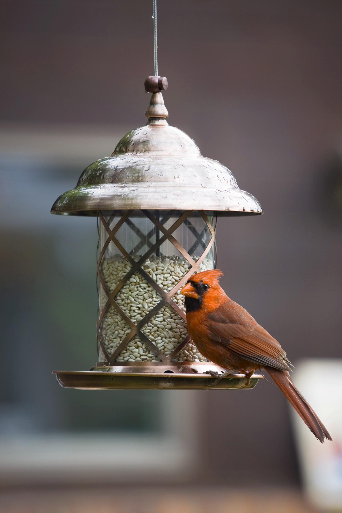 Winter's chill presents a perfect opportunity for bird watching at feeders set up to accommodate feathered guests. (File photo)