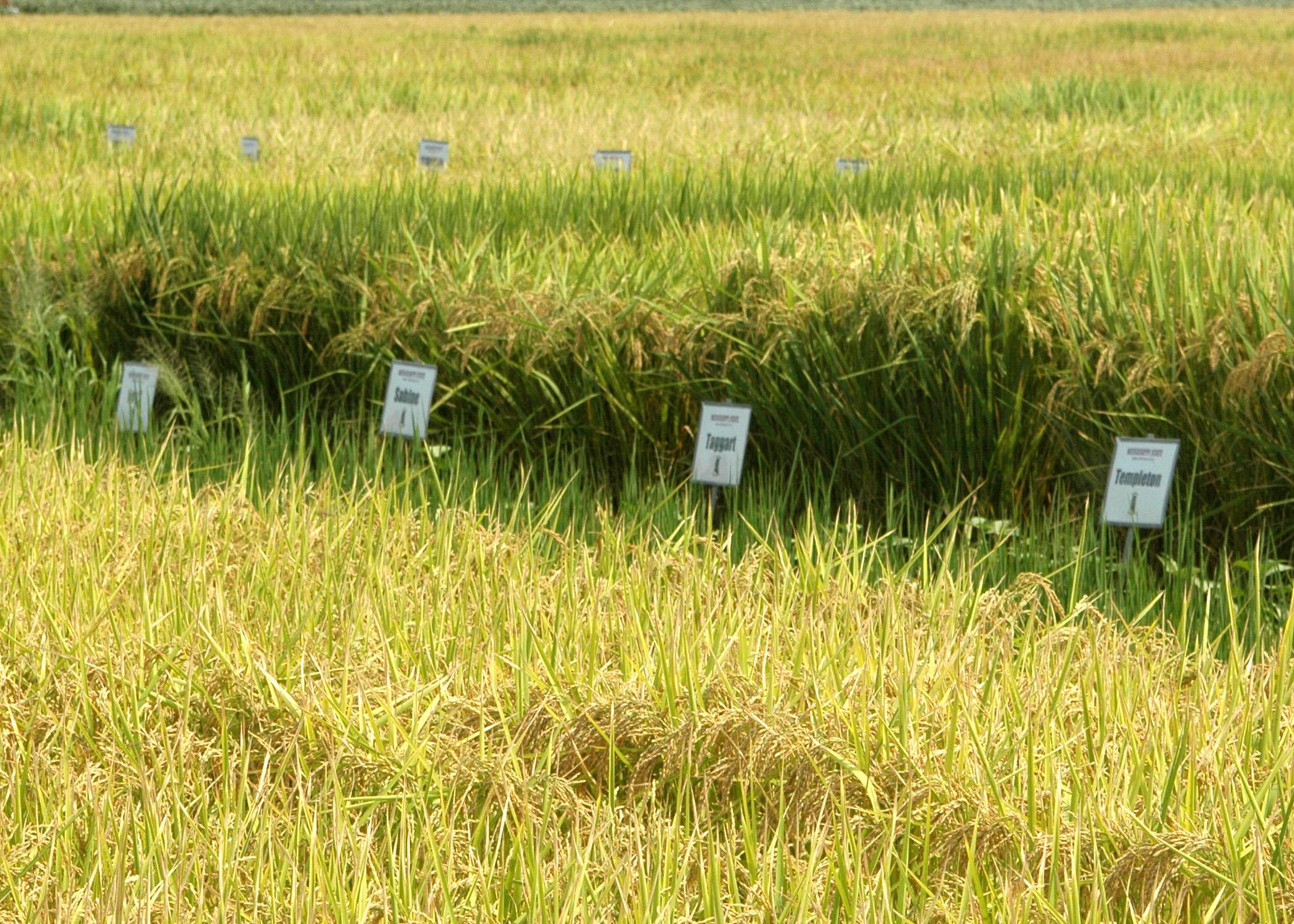 Mississippi State University's Delta Research and Extension Center is one of five rice-producing organizations participating in the Uniform Regional Rice Nursery, a rice research cooperative. (Photograph by DREC Communications/Rebekah Ray).
