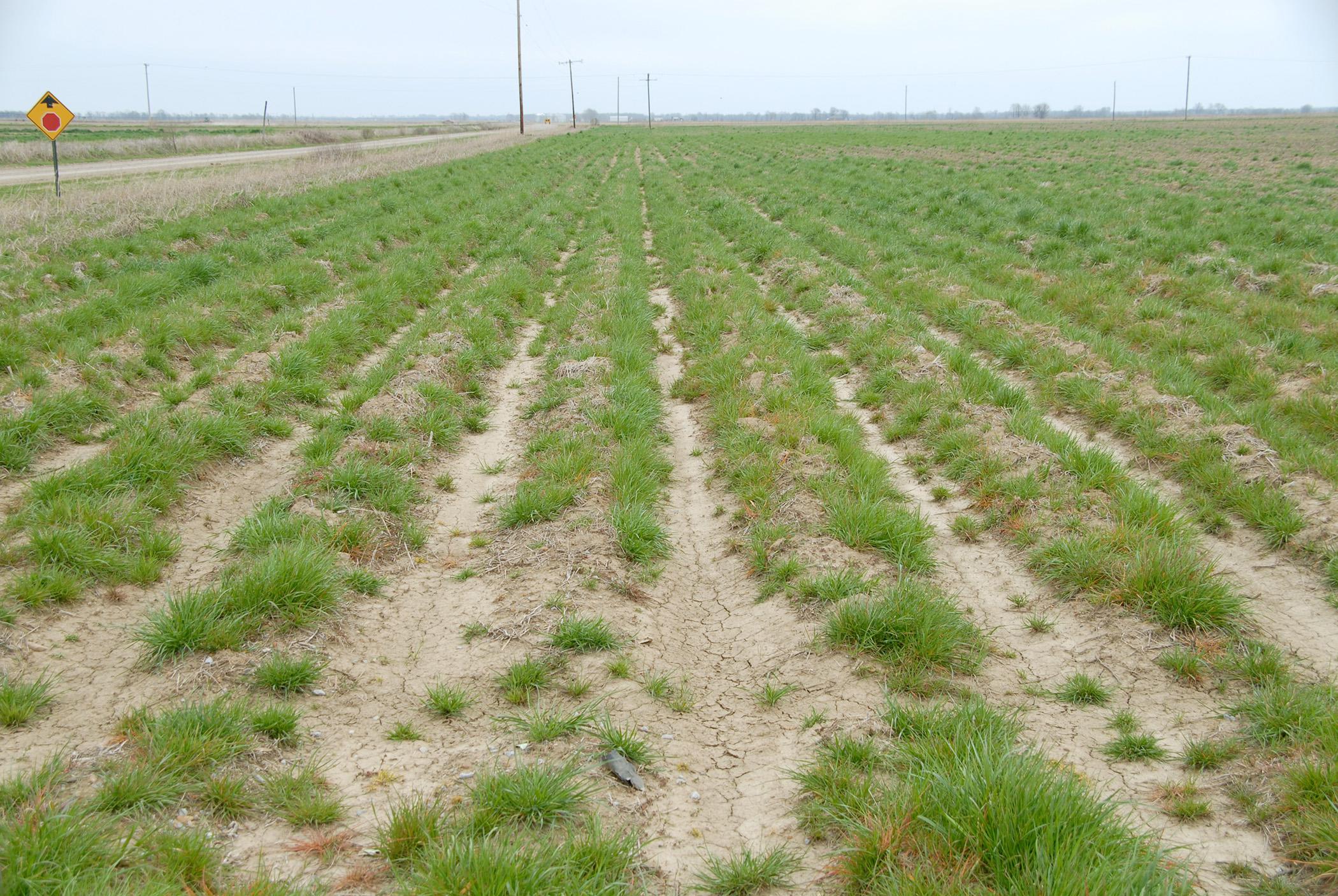 Populations of glyphosate-resistant Italian ryegrass, such as this weed photographed in Washington County in 2010, have been found in 31 Mississippi counties. (Photo by MAFES/Tom Eubank)
