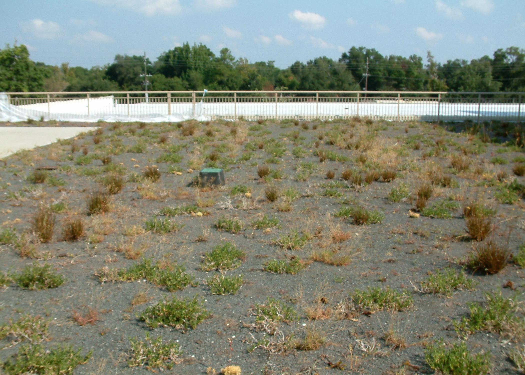 The rooftop gardens at the Gulfport Armed Forces Retirement Home were struggling before horticulture scientists at Mississippi State University planned and implemented a new maintenance plan. (MSU Ag Communications/Submitted photo)