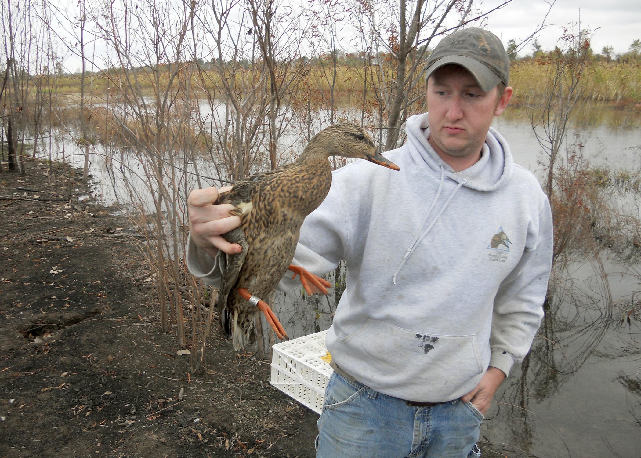 Mississippi State University graduate student Joe Lancaster holds a female mallard duck fitted with a radio frequency transmitter as part of a study tracking mallards in the south Delta. (Submitted Photo)