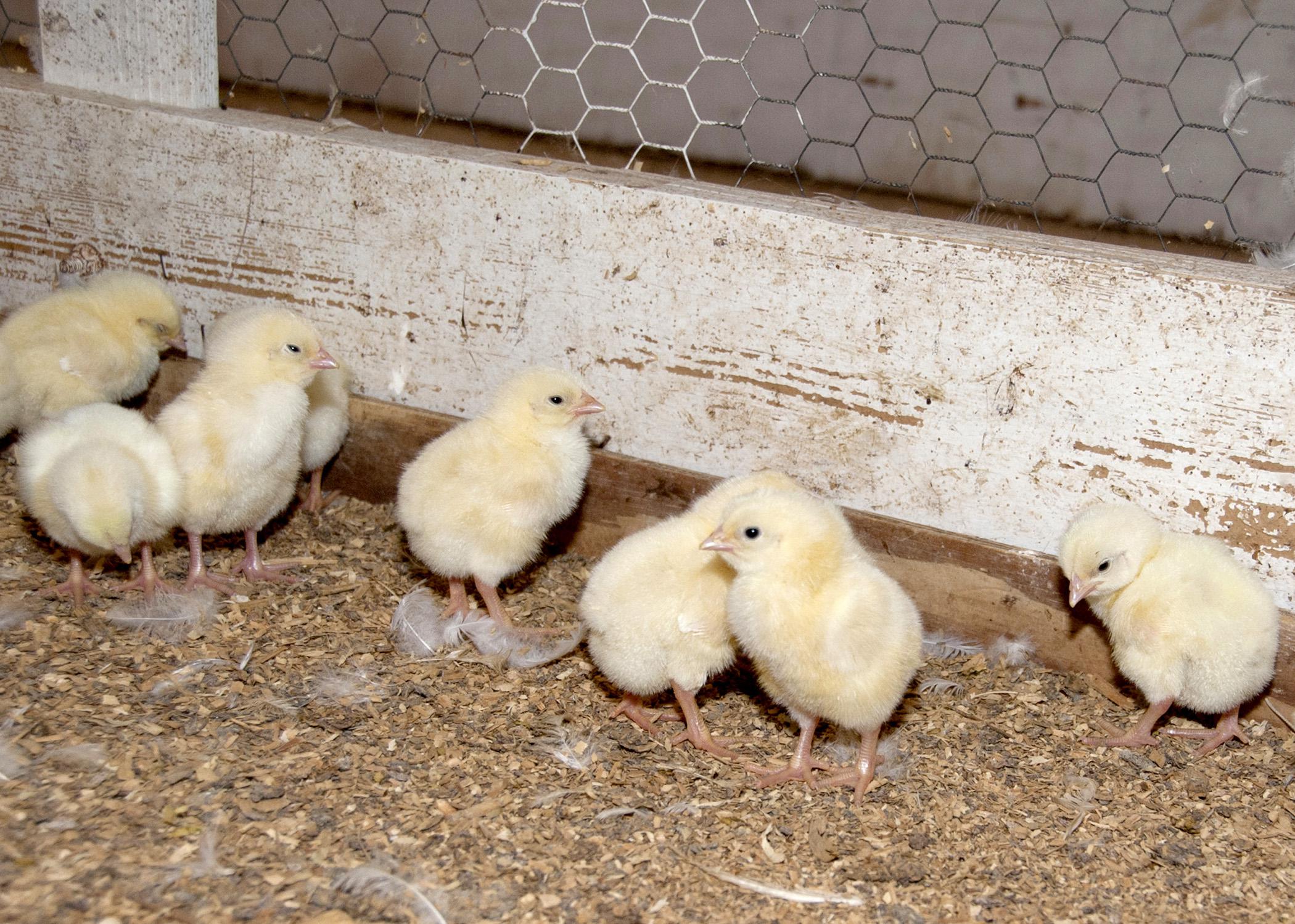 Mississippi State University Extension Service poultry experts are scheduling their hatch-out program, which supplies Mississippi classrooms with the equipment needed for a week-long science project focused on hatching chicks. (Photo by MSU Ag Communications/Kat Lawrence)