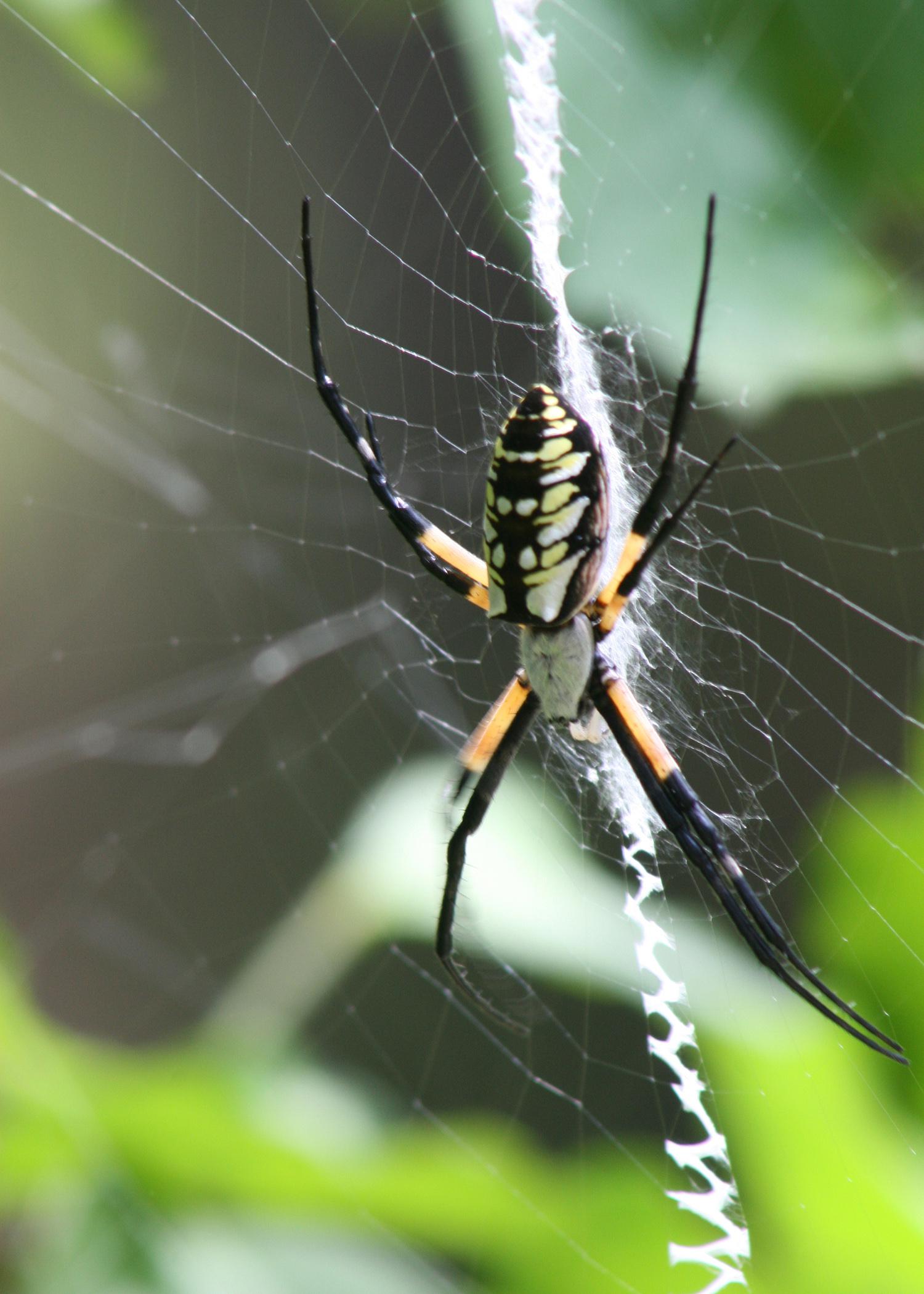 Spiders such as this zipper or banana spider consume massive quantities of insects, but most are not pests in Mississippi gardens and landscapes. (Photo by MSU Ag Communications/Kat Lawrence)