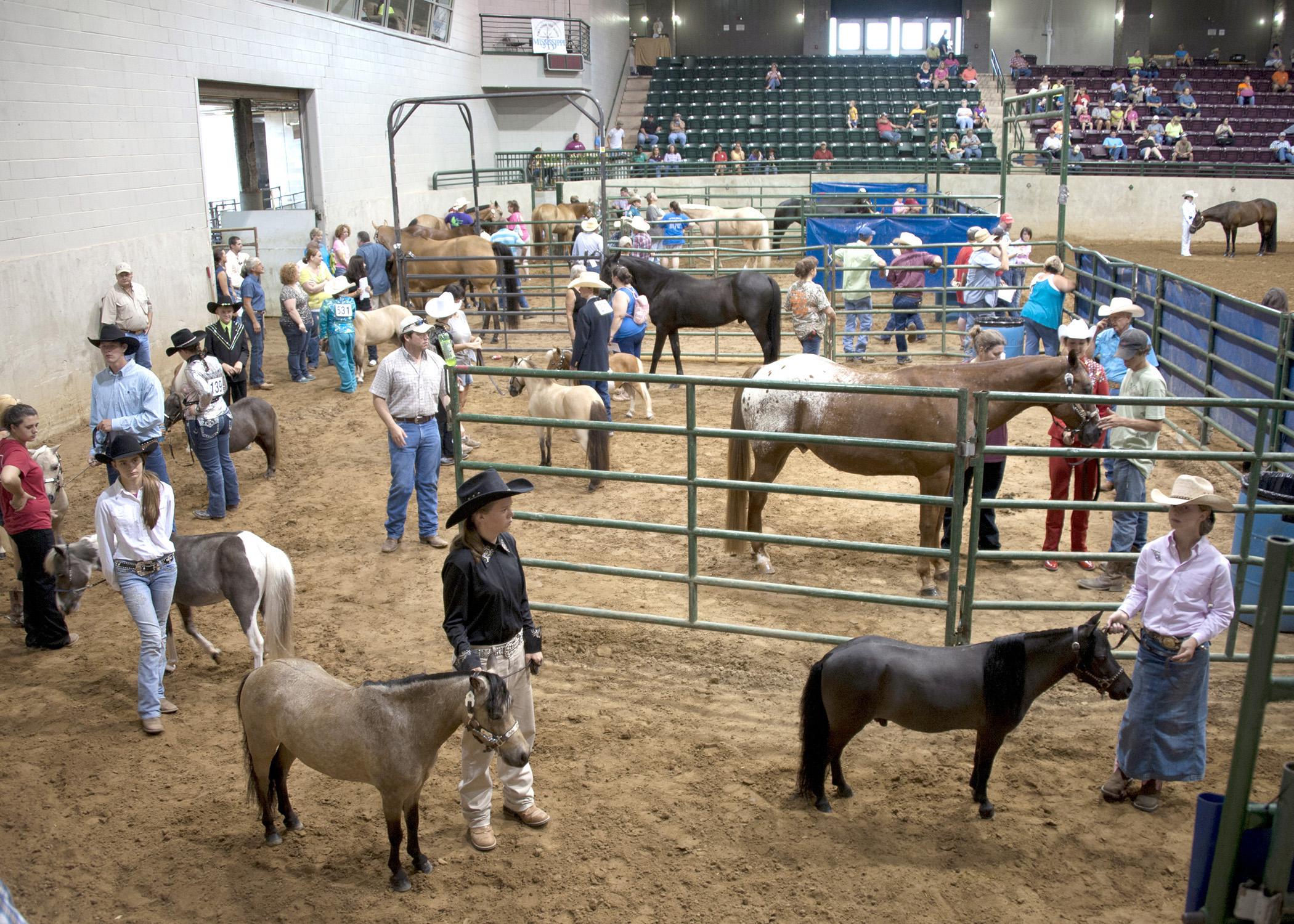 Mississippi junior and senior 4-H'ers prepare to enter the ring for the selection of grand and reserve grand champion pony mares, registered American quarter horse mares, grade western mares, and registered paint mares on June 28 during the 2013 4-H Horse Championship at the Mississippi State Fairgrounds in Jackson. (Photo by MSU Ag Communications/Kat Lawrence)