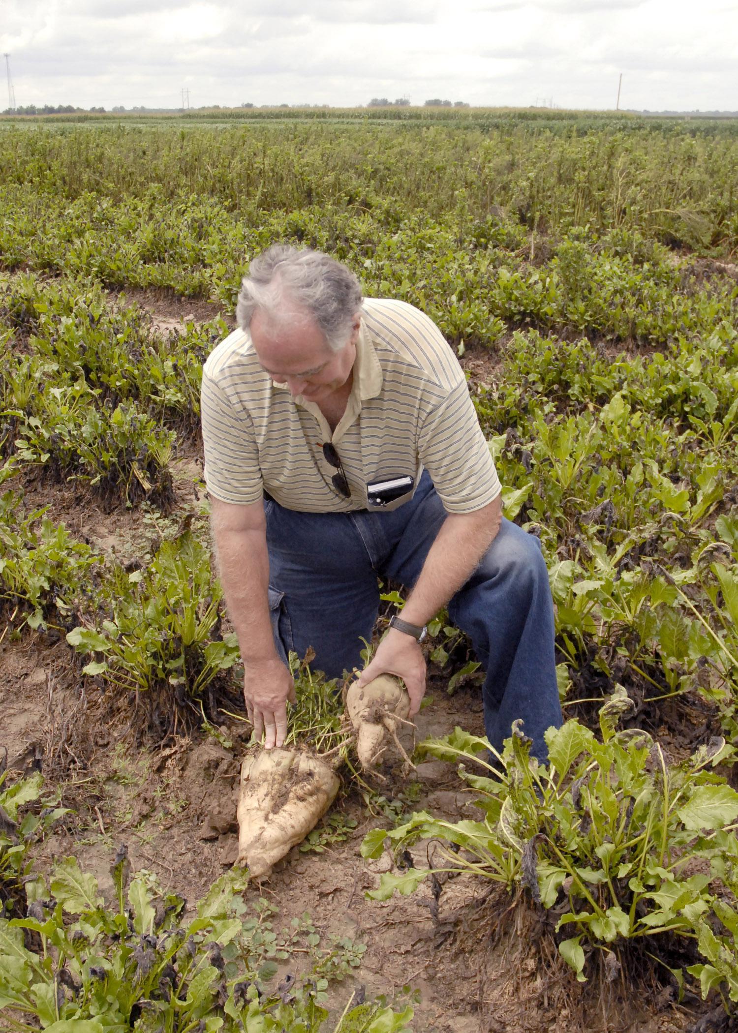 Wayne Ebelhar, a researcher with the Mississippi Agricultural and Forestry Experiment Station, compares on July 16, 2013, an energy beet planted at the Mississippi State University Delta Research and Extension Center last September with one planted in March to see the size differences. Researchers are establishing the growth and profit potential for this bioenergy source most commonly grown across the Northern Plains. (Photo by MSU Ag Communications/Linda Breazeale)