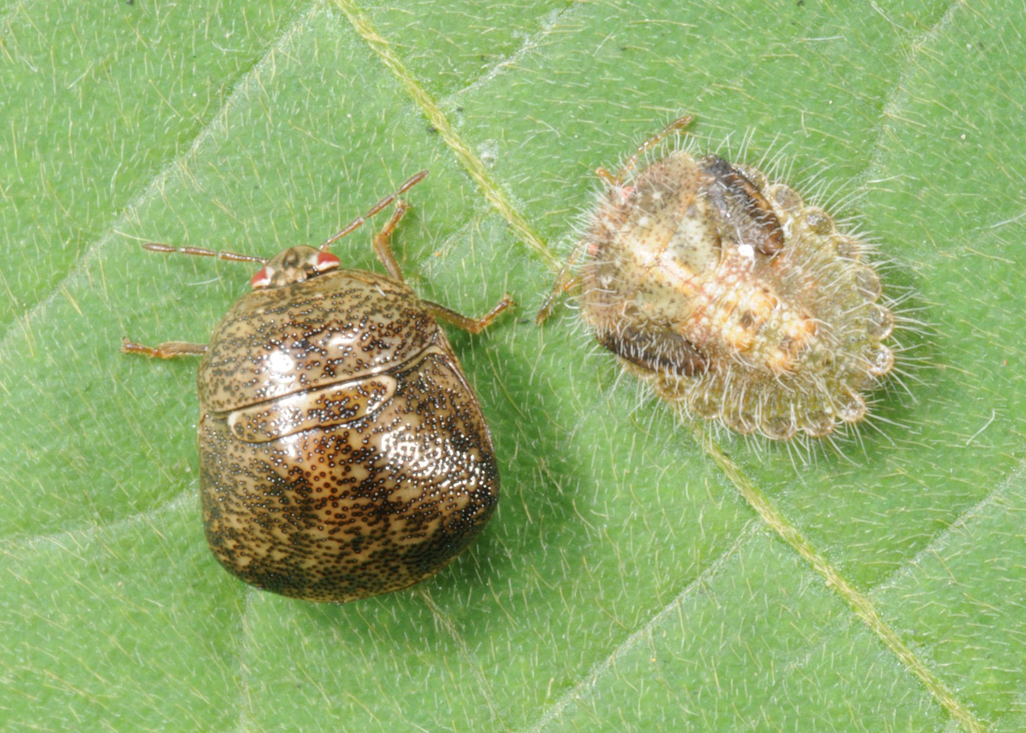 An adult kudzu bug, left, and an immature kudzu bug rest on a kudzu leaf. These insects entered the state in 2012 and now are a pest in soybeans. (Photo by MSU Extension Service/Blake Layton)