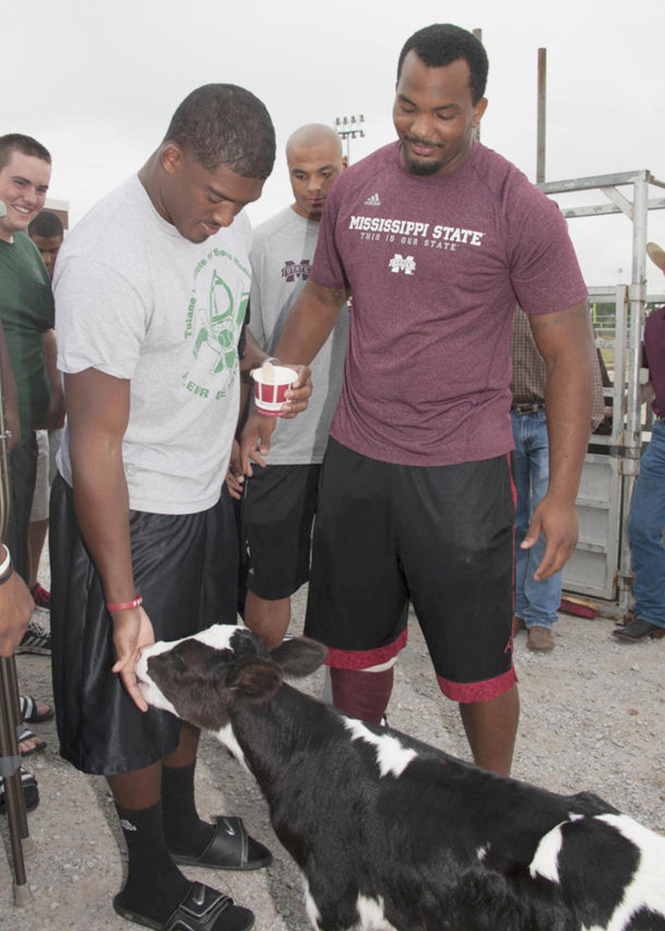 Quadry Antoine of Belle Chase, La., Rufus Warren of Indianola, and other members of Mississippi State University's football team play with a calf at the third annual Beefing Up the Bulldogs event at MSU on Aug. 18, 2013. (Photo by MSU Ag Communications/Kat Lawrence)