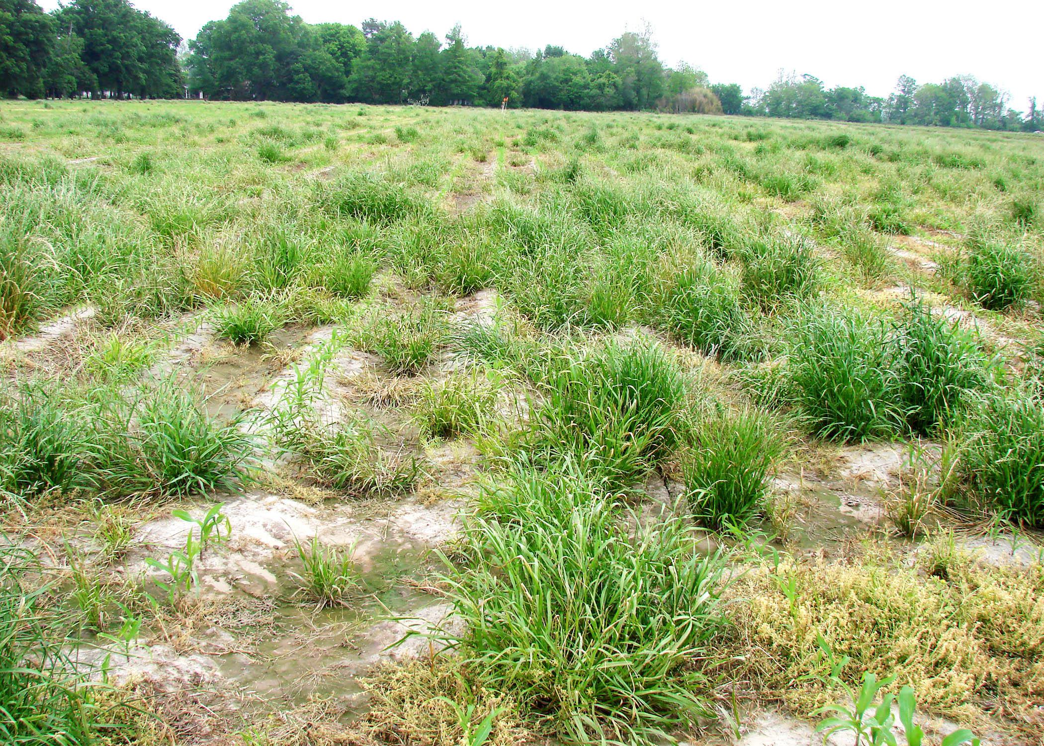 Mississippi State University weed scientists are leading the fight against glyphosate-resistant Italian ryegrass, such as this growing in a production corn field in Washington County in early spring 2013. (Photo by MSU Delta Research and Extension Center/Jason Bond)