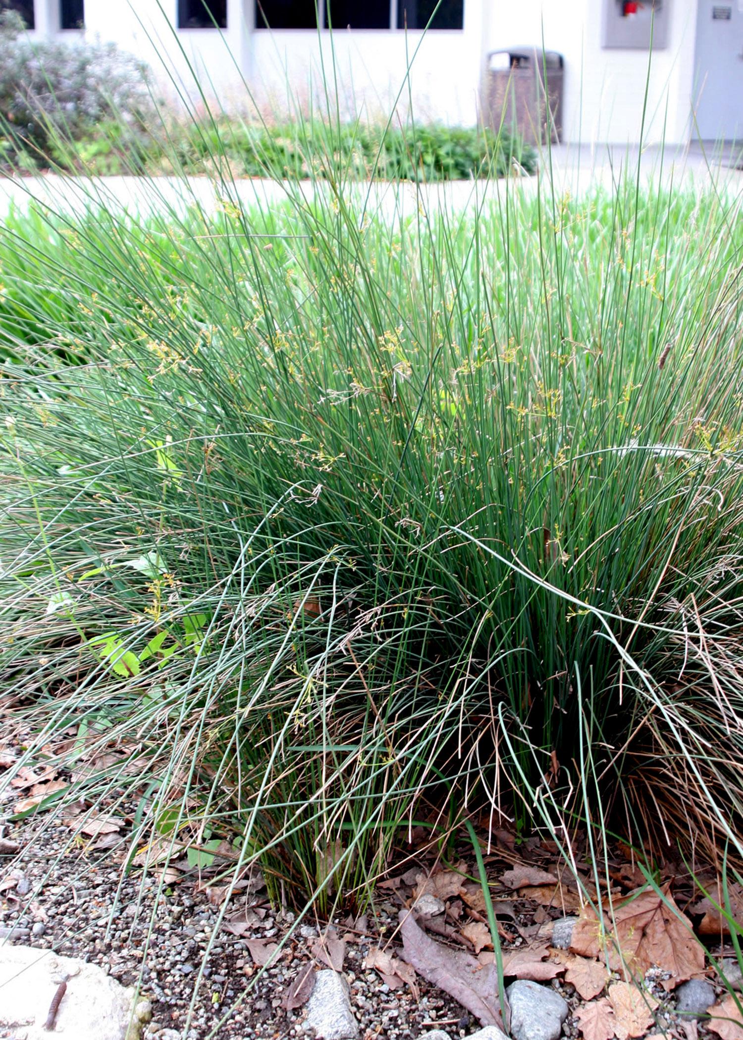 Blue Mohawk rush softens the edges of this walkway and is one of the hardy plants suggested by landscape architecture associate professor Bob Brzuszek at the recent landscape design symposium at Mississippi State University. (Submitted Photo)