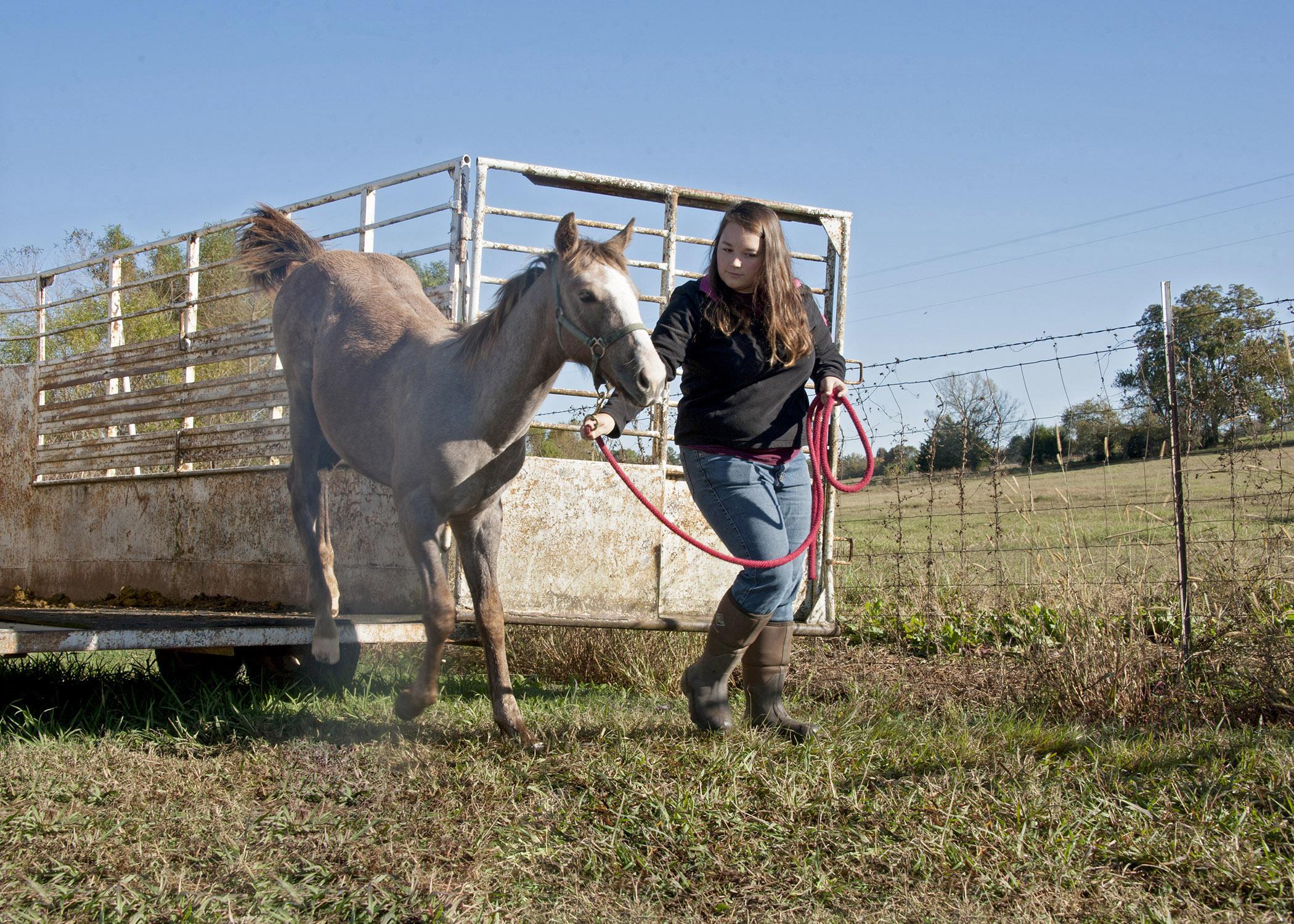 Callie Cornelison of Scottsboro, Ala., a senior studying animal and dairy sciences at Mississippi State University, practices loading and unloading from a trailer with Leroy, a horse up for bid in an online auction running Nov. 1-21. (Photo by MSU Ag Communications/Kat Lawrence)