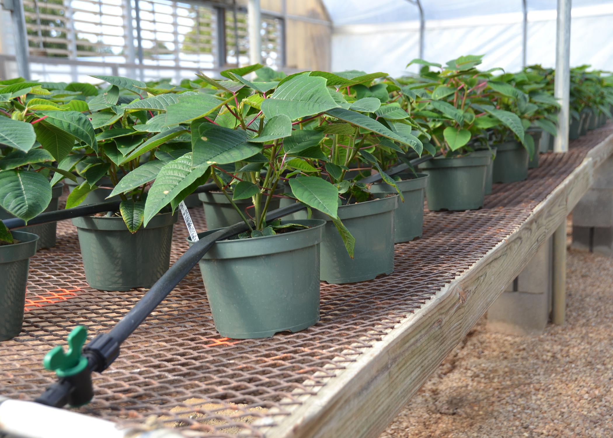 Poinsettias at Standing Pine Nursery in Raymond get consistent water and fertilizer through a modified low-pressure, drip irrigation system in this Oct. 18 photo. The irrigation system helps the business save time and water and reduces disease pressure on plants. (Photo by MSU Ag Communications/Susan Collins-Smith)