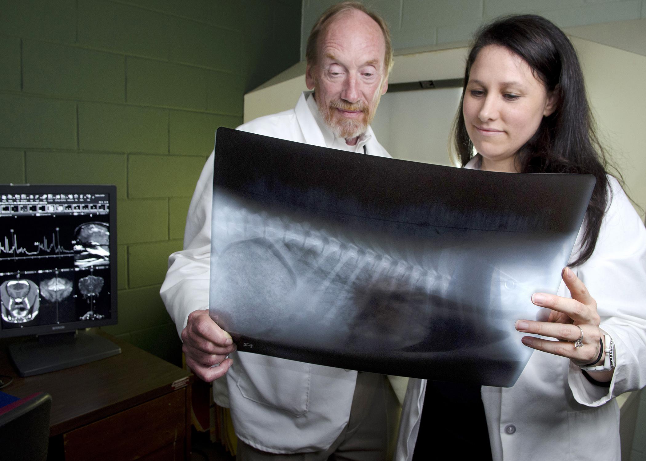 Dr. Andy Shores and Dr. Jennifer Gambino, both with the Mississippi State University College of Veterinary Medicine, examine a patient's MRI. (MSU College of Veterinary Medicine/Tom Thompson)