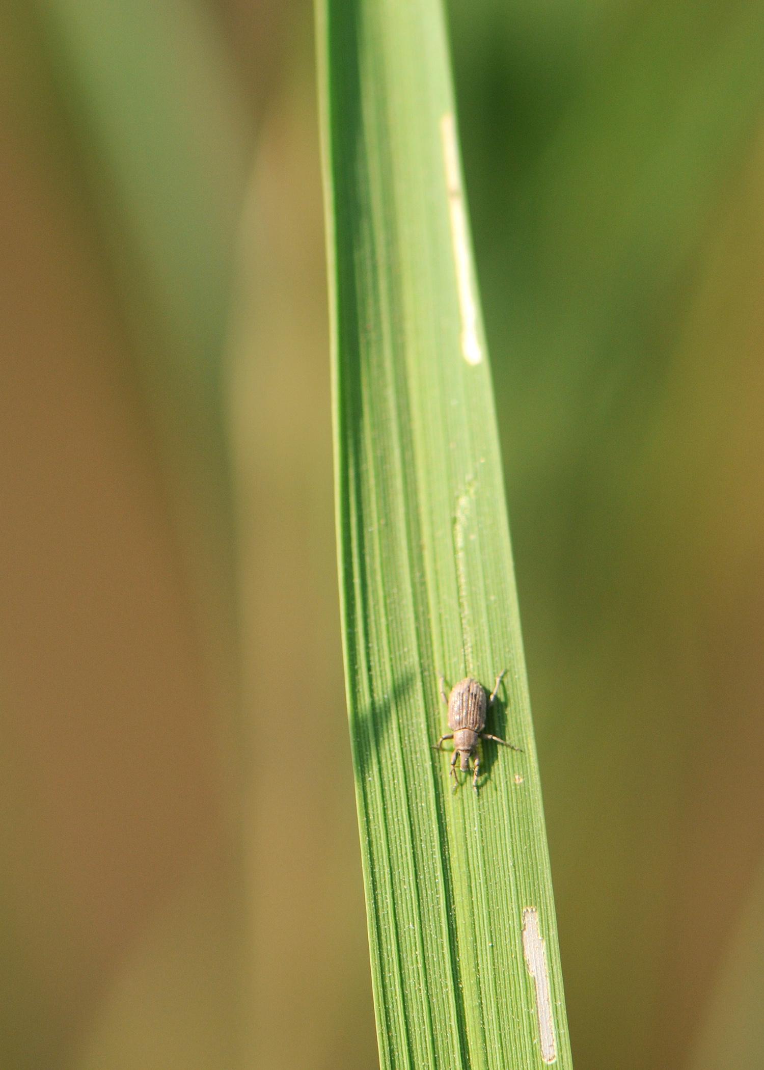 The rice water weevil, such as this adult on a rice leaf, is one of the most troublesome insect pests in rice, but seed treatments have proven to be effective in controlling them. The scars on the leaf are evidence of the rice water weevils' feeding. (Photo by Delta Research and Extension Center/Jeff Gore)