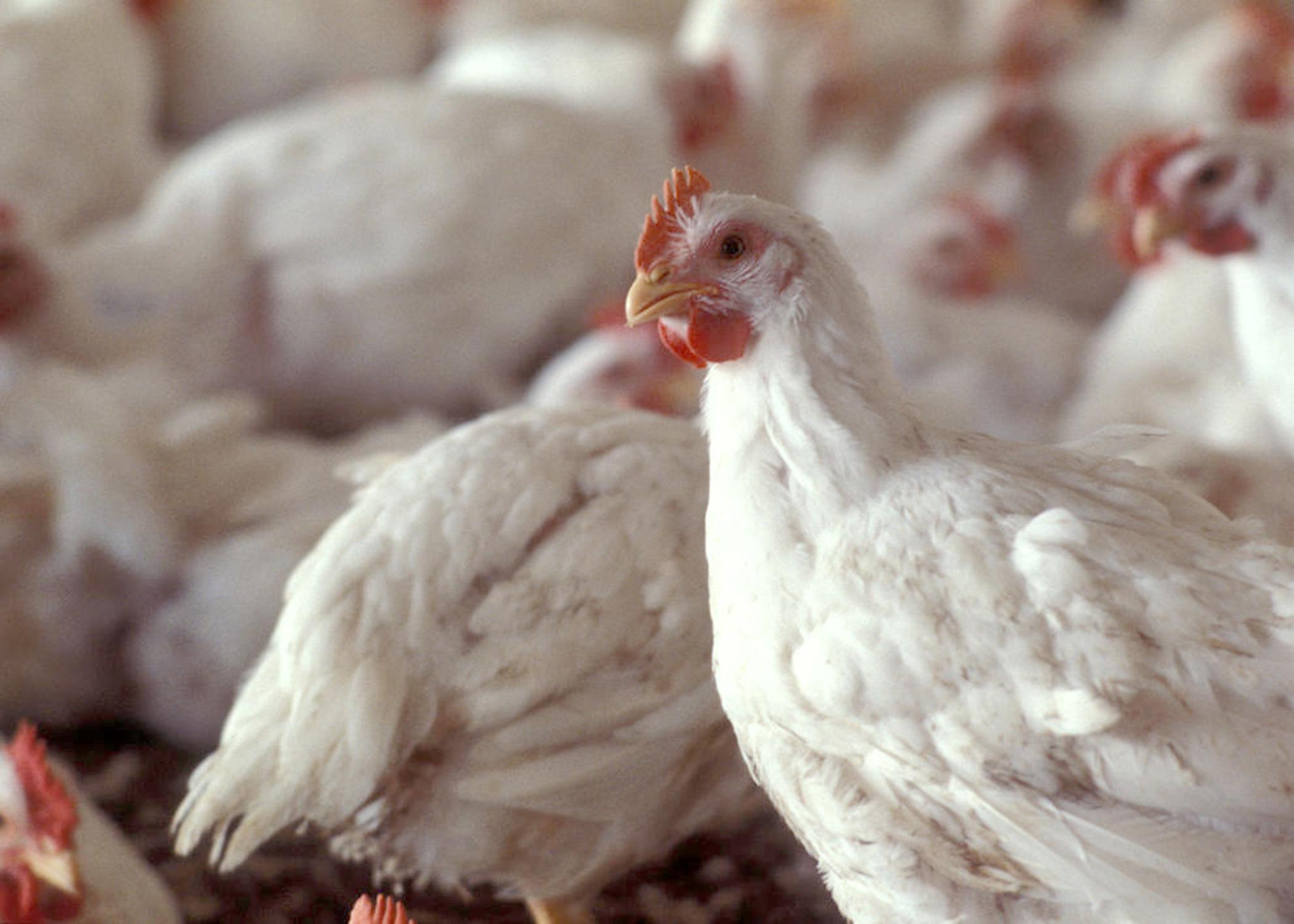 Poultry remains Mississippi's No. 1 agricultural commodity, with a preliminary estimated value of $2.7 billion. Broilers brought higher prices in 2013, bumping the industry's overall value by about 10 percent compared to 2012. (Photo by MSU Ag Communications)