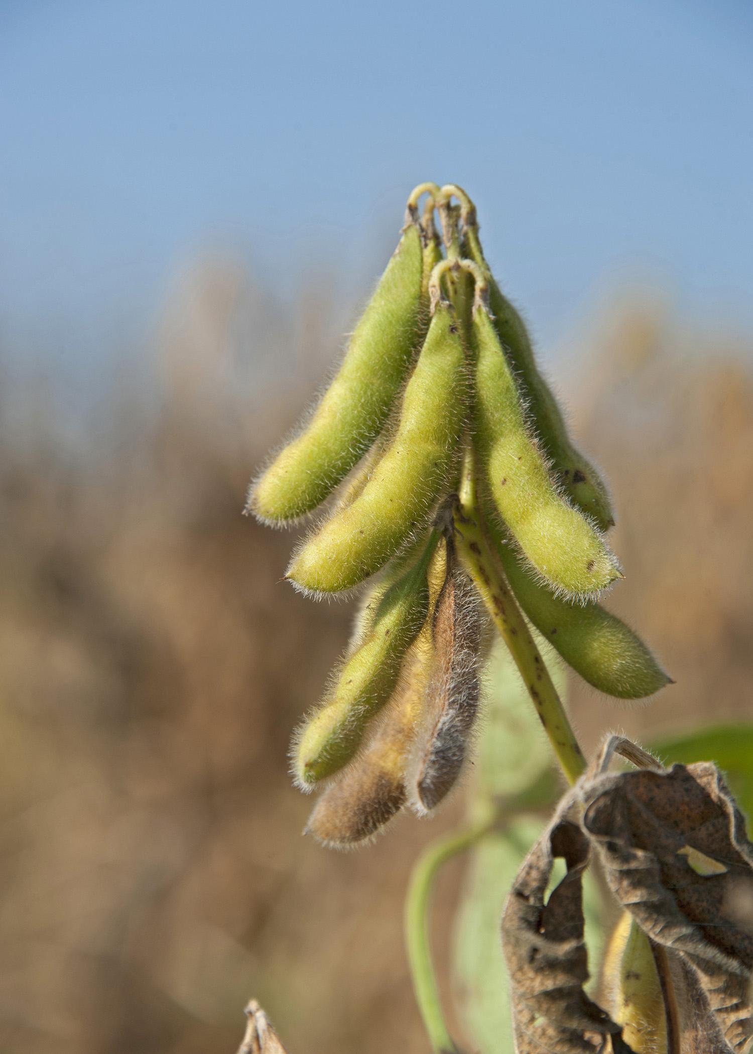 Although the value was down in 2013, Mississippi soybeans netted an estimated $993 million for state producers and remained the state's biggest row crop. (Photo by MSU Ag Communications/Kat Lawrence)