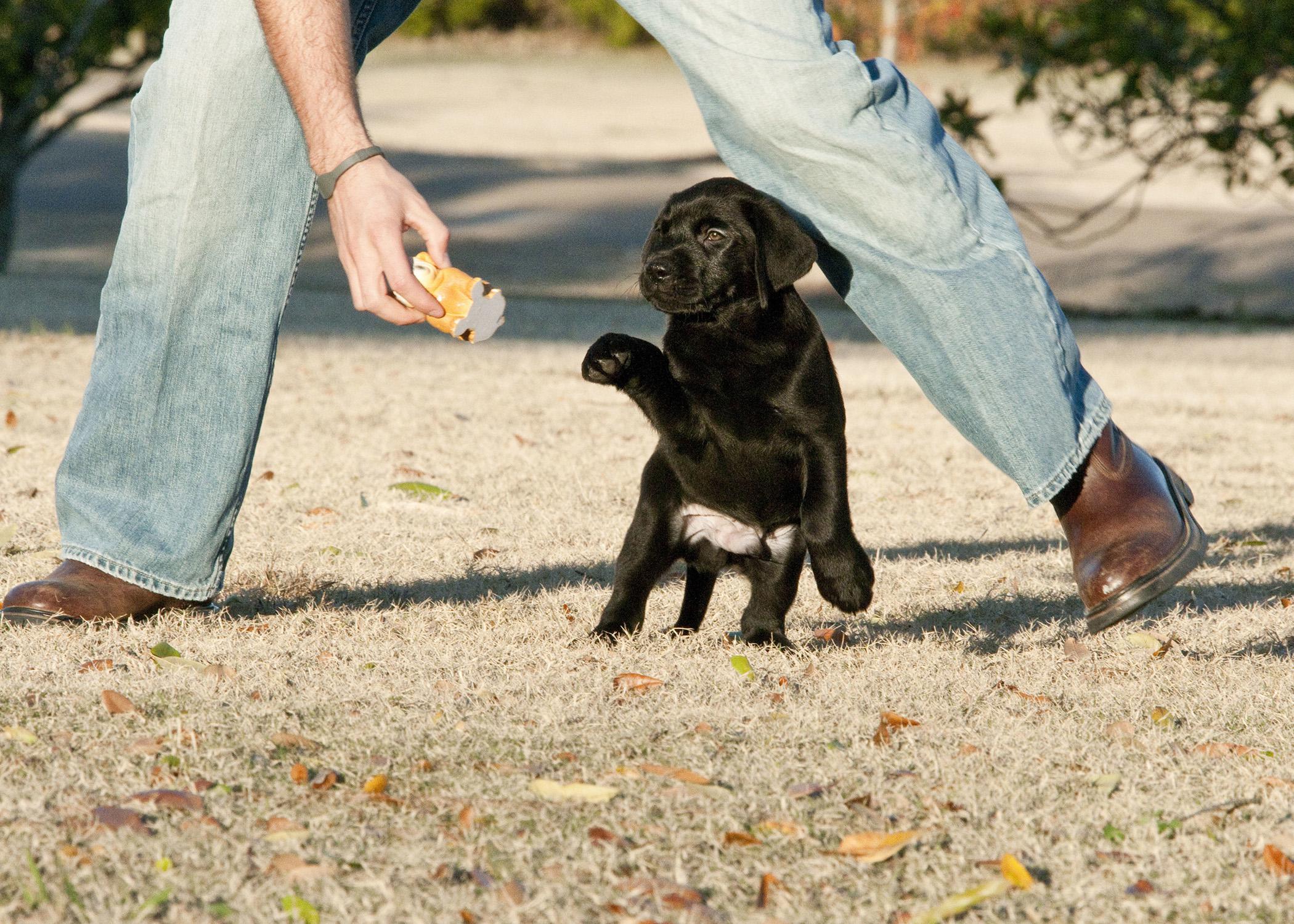 New puppy parents can modify behavior by incorporating some training into daily interactions. A fun game of fetch teaches puppies to return items of value. (Photo by MSU College of Veterinary Medicine/Tom Thompson)