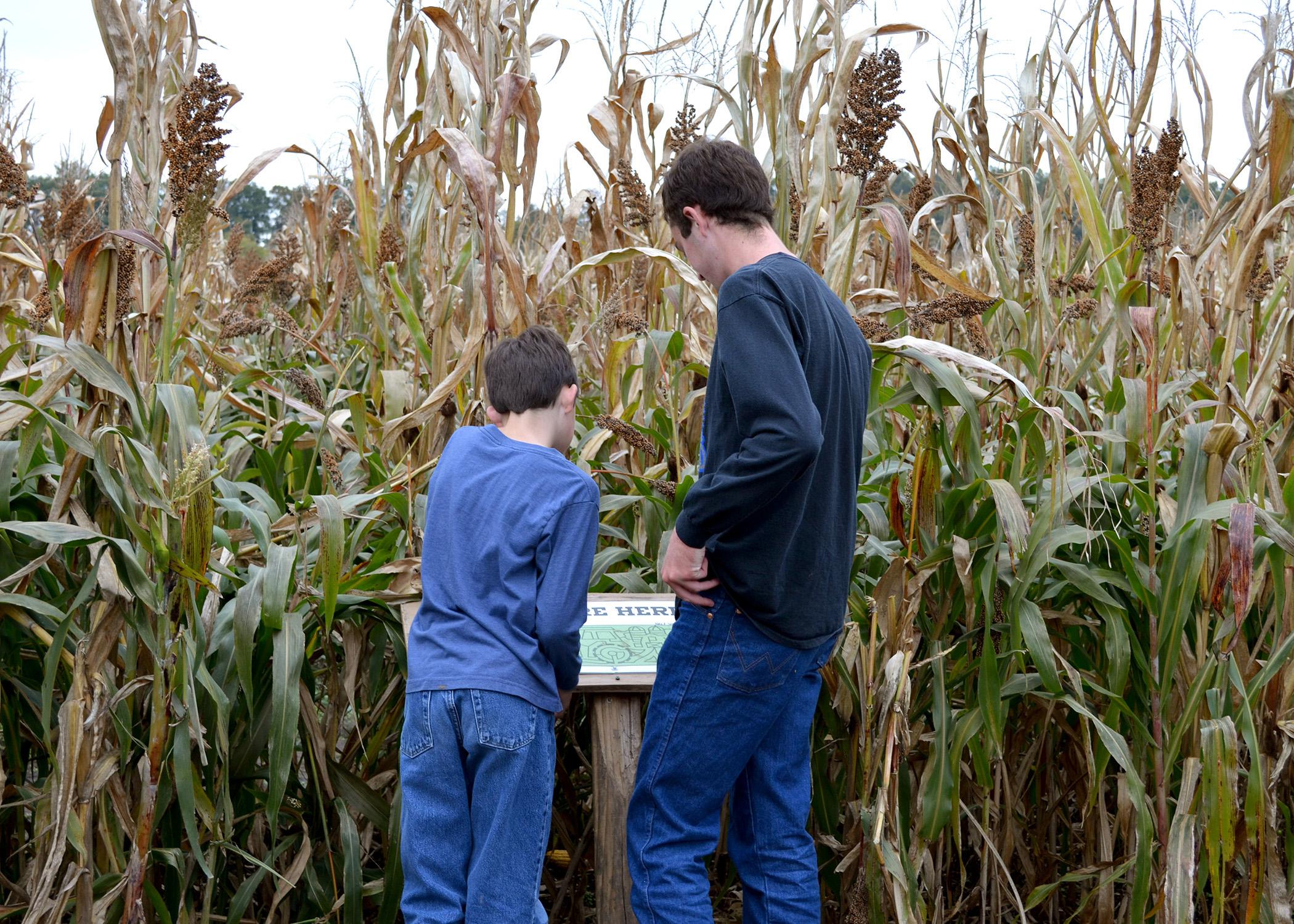 Maps can be helpful for all ages finding their way through corn mazes, as these brothers discovered in northwest Arkansas on Oct. 26, 2013. Landowners with an interest in agritourism also need guidance through the maze of liability issues. (Photo by MSU Ag Communications/ Linda Breazeale)