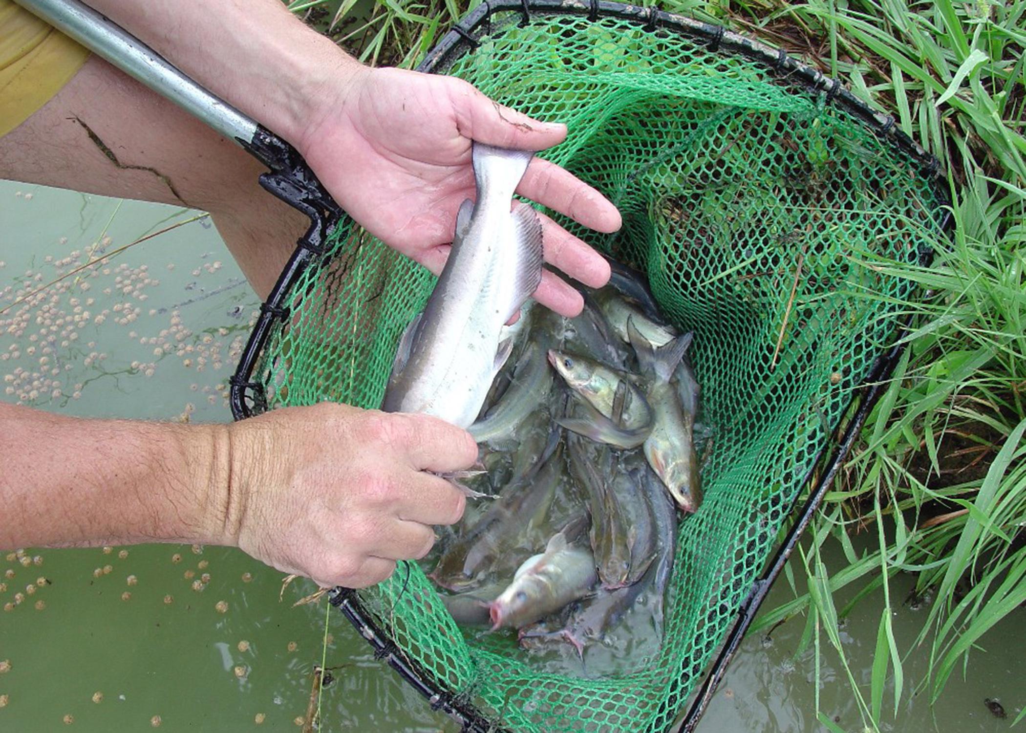 This pond-raised catfish has been infected by trematodes, visible as bumps just under the skin. This parasite reduces catfish feed consumption, which increases the time it takes for fish to grow to market size. (Photo by MSU Delta Research and Extension Center/Jimmy Avery)