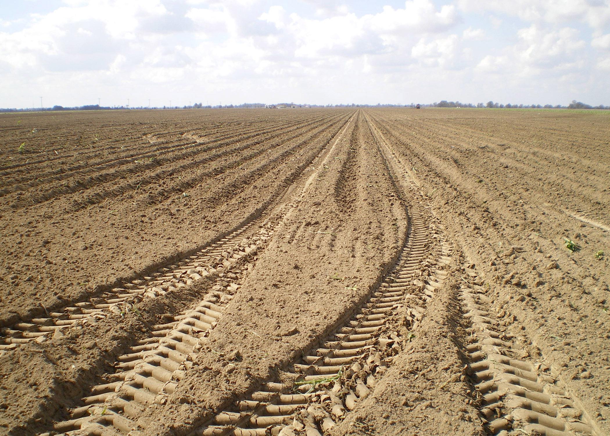 Tire tracks crisscross this Bolivar County, Mississippi, field. Heavy farm equipment can compress soil underground, making it difficult for plants to reach moisture and nutrients. (Photo by MSU Extension Service/Laura Giaccaglia)