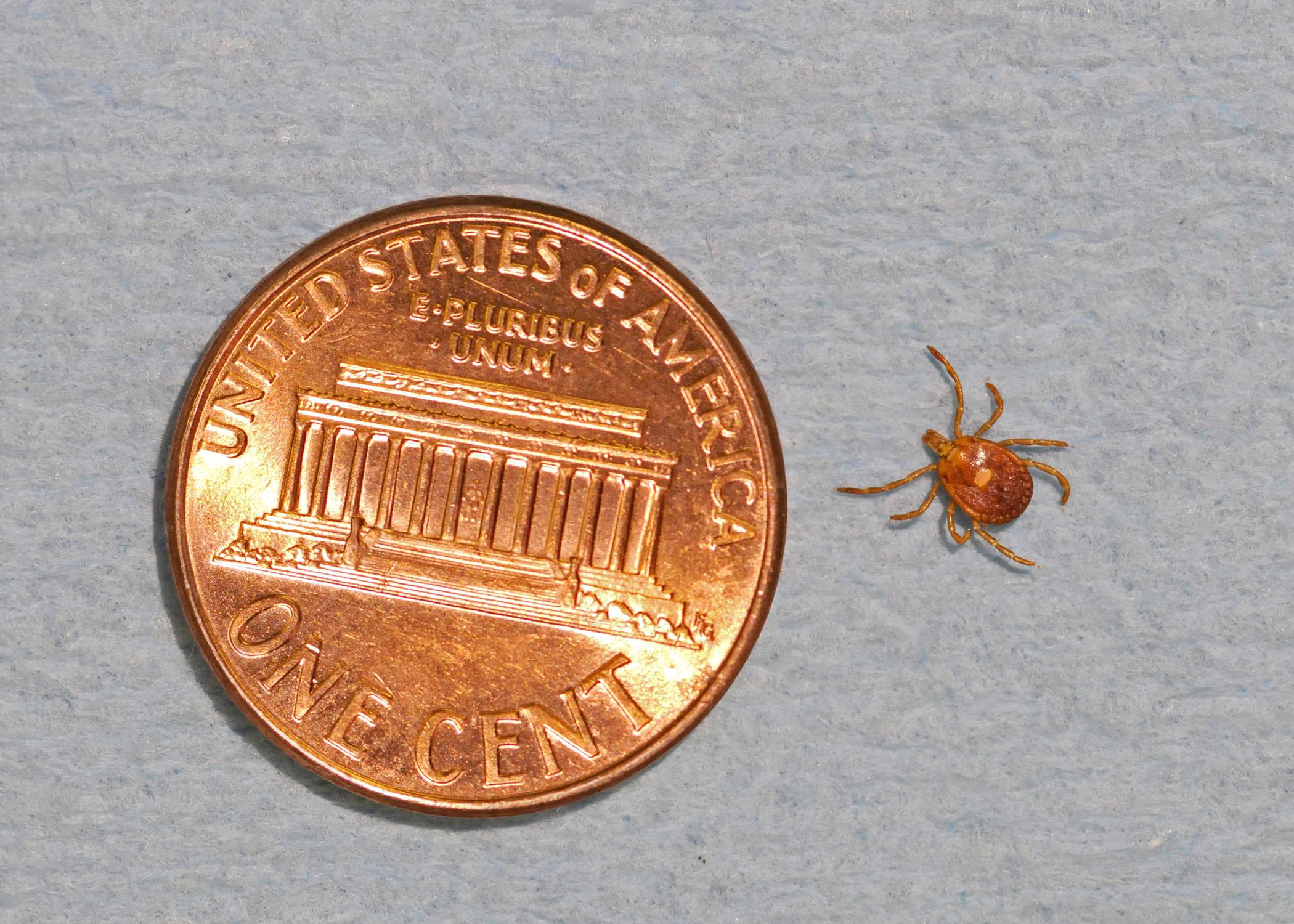 Lone star ticks, such as this adult female, are found in all Mississippi counties. (Photo by MSU Ag Communications/Kat Lawrence)