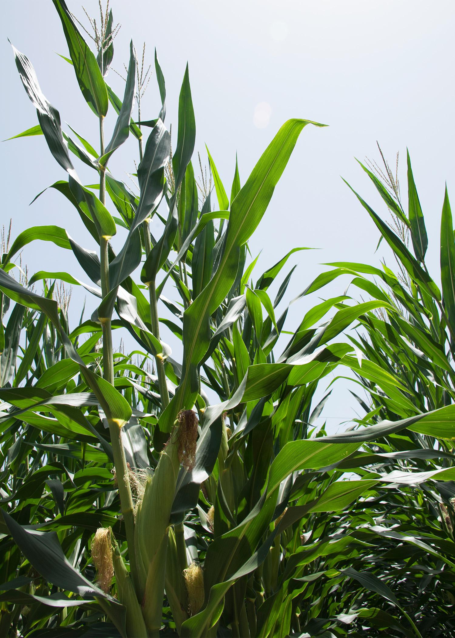Corn acreage is down in Mississippi this year, but the other major row crops saw increases. This field was photographed July 1, 2014, at Mississippi State University's R.R. Foil Plant Science Research Center in Starkville, Mississippi. (Photo by MSU Ag Communications/Kat Lawrence)