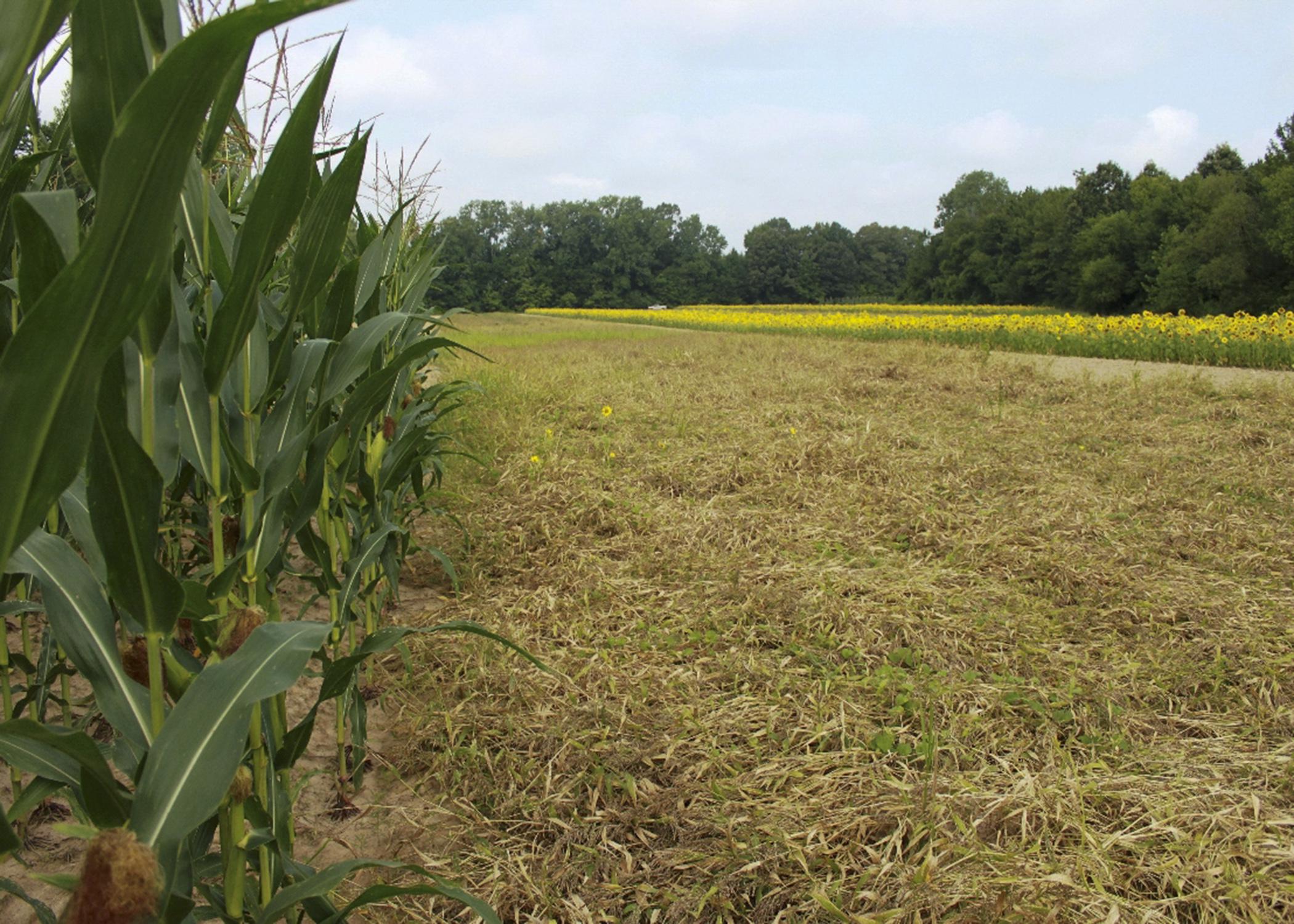 Corn, browntop millet and sunflowers, such as these on a Prentiss County property owned by the Mississippi Department of Wildlife, Fisheries and Parks, will attract doves. (Photo courtesy of Mississippi Department of Wildlife, Fisheries and Parks)