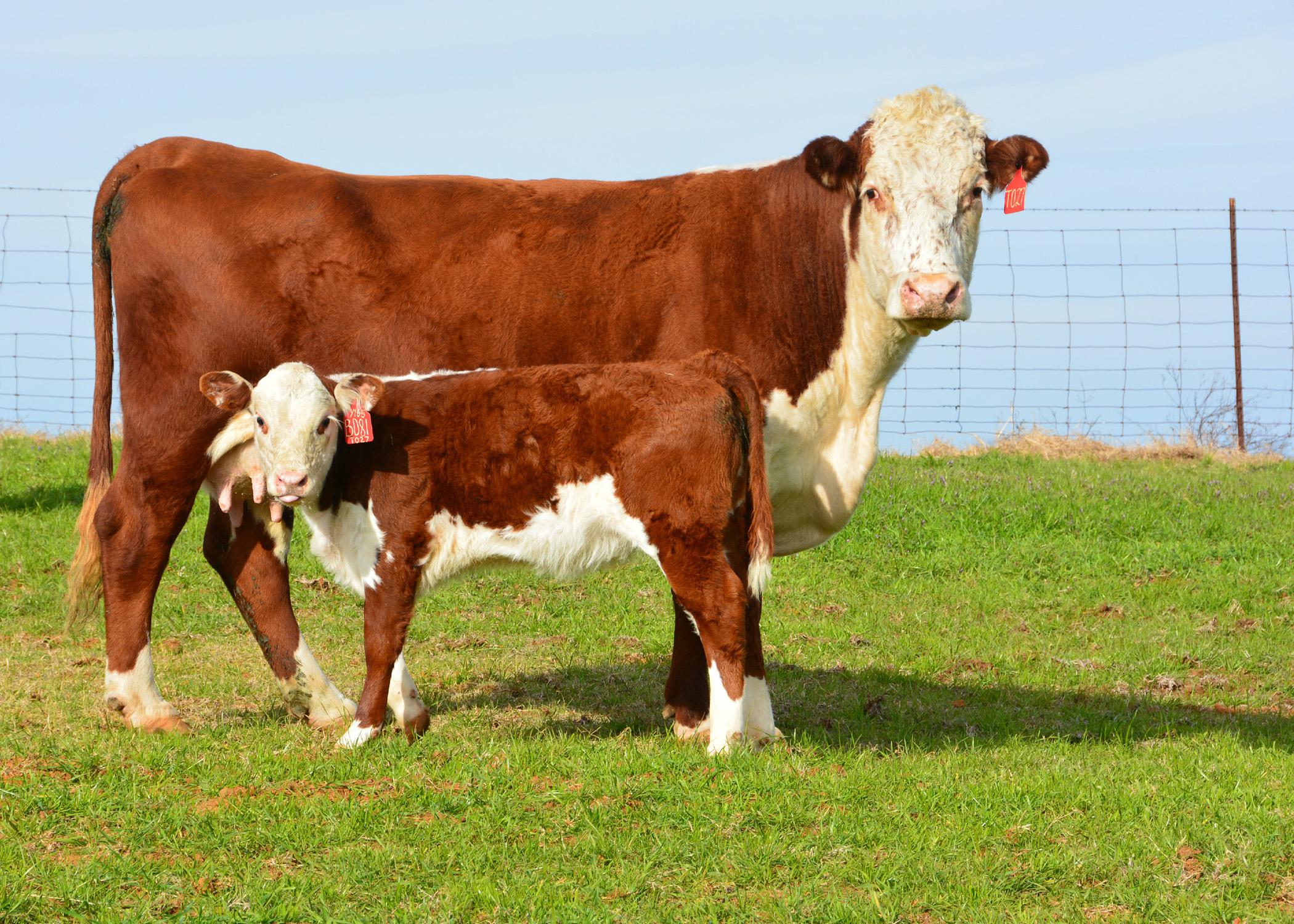 Beef cattle, such as these Herefords in Oktibbeha County, are part of Mississippi's fifth most valuable agricultural commodity in the state for 2014. This mother and calf are part of the Mississippi State University herd on the Henry H. Leveck Research Farm on the south side of the MSU campus on Dec. 17, 2014. (Photo by MSU Ag Communications/Linda Breazeale)